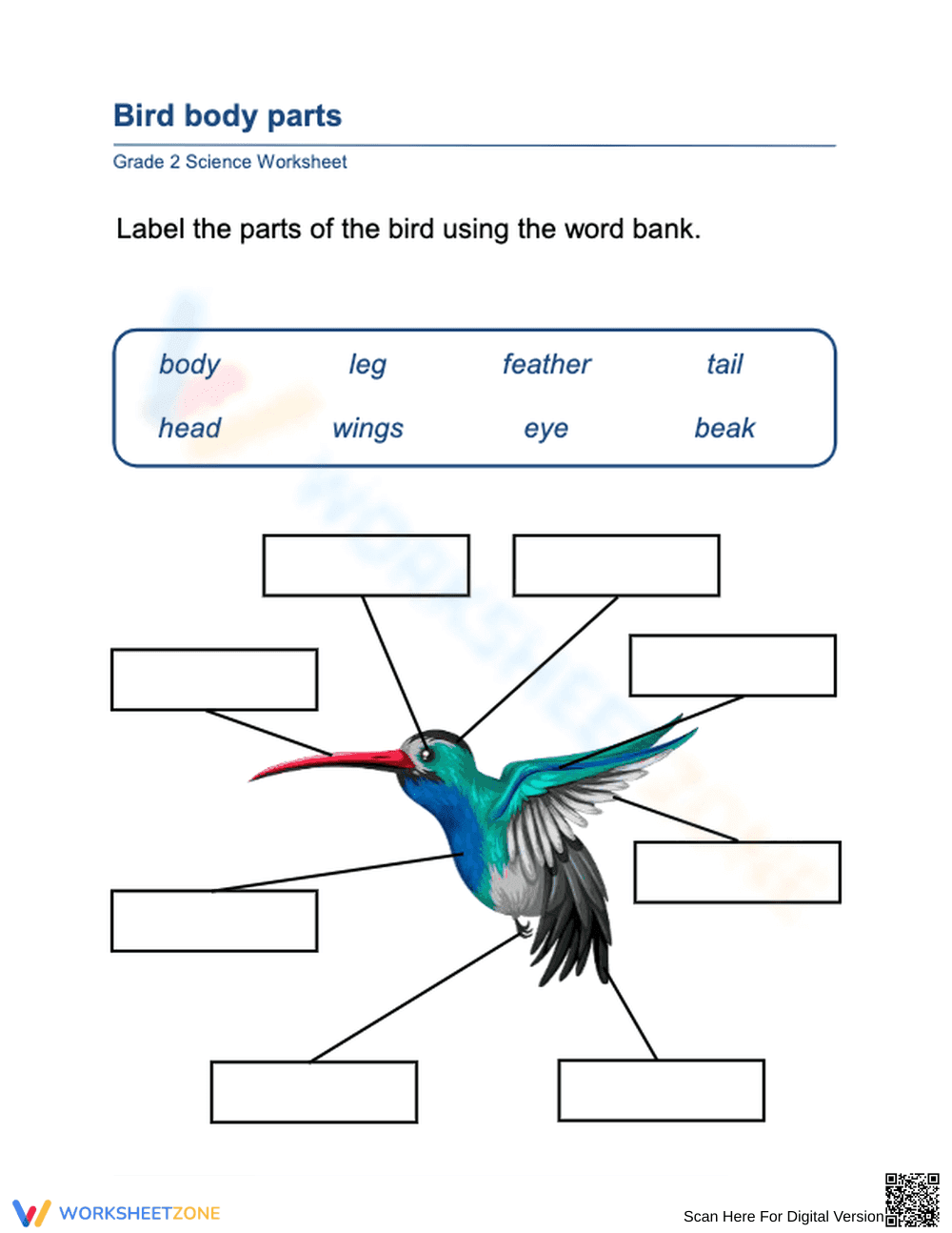 Essential Bird Body Parts Worksheet | Grade 2 Science - Page 1