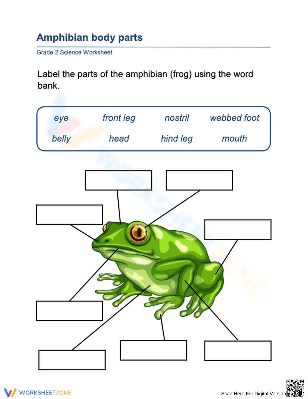 Printable Amphibian Body Parts Worksheet | Grade 2 Science - Page 1