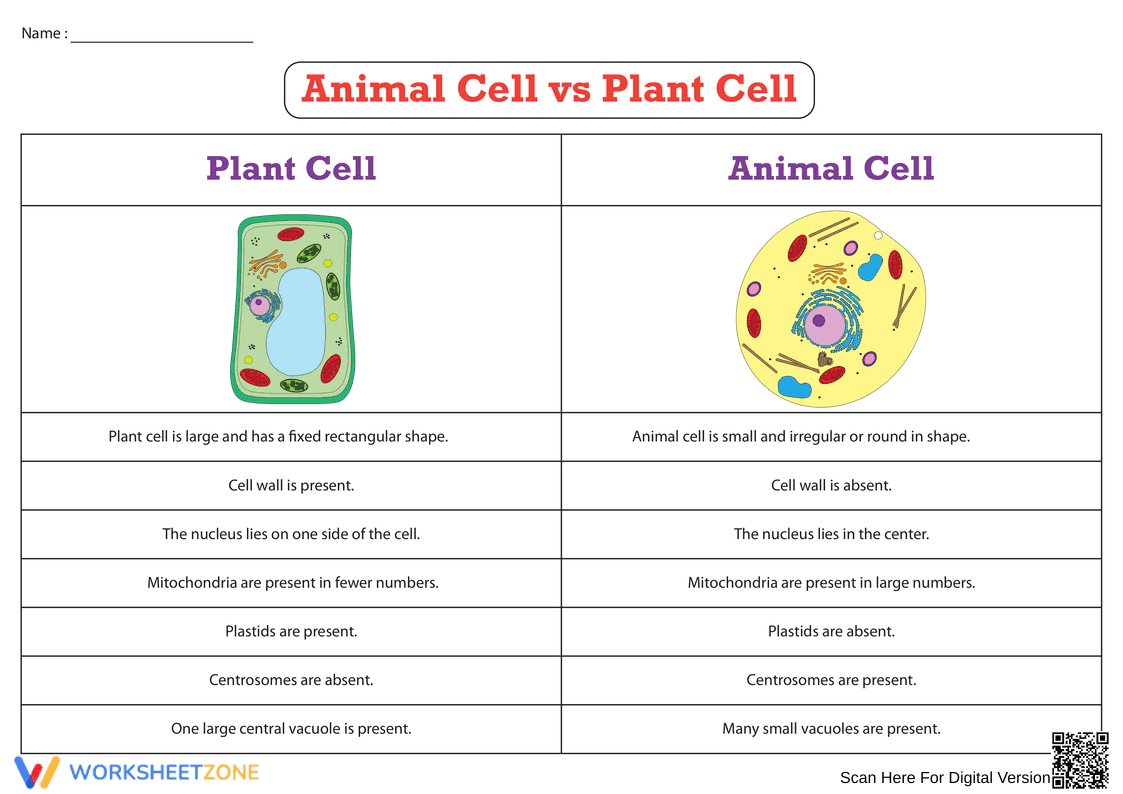 Essential Animal vs Plant Cell Worksheet | Grades 4-8 - Page 1