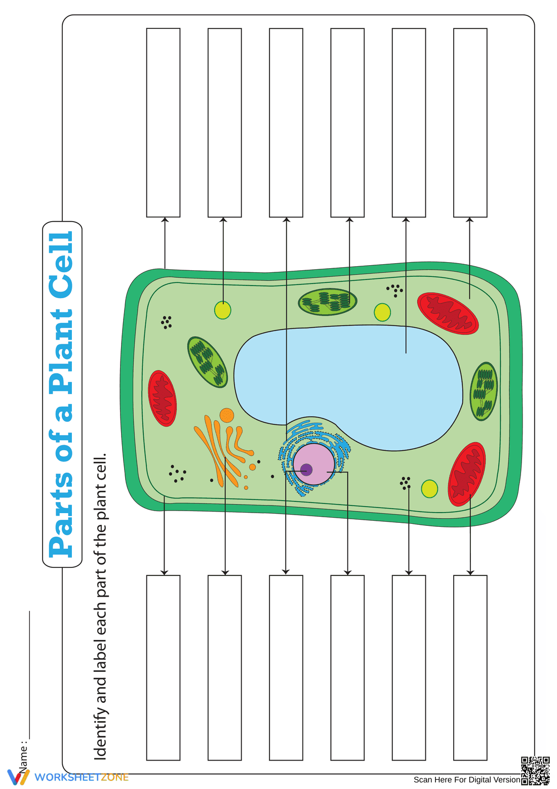 Essential Parts of a Plant Cell Worksheet | Grade 4-8 - Page 1