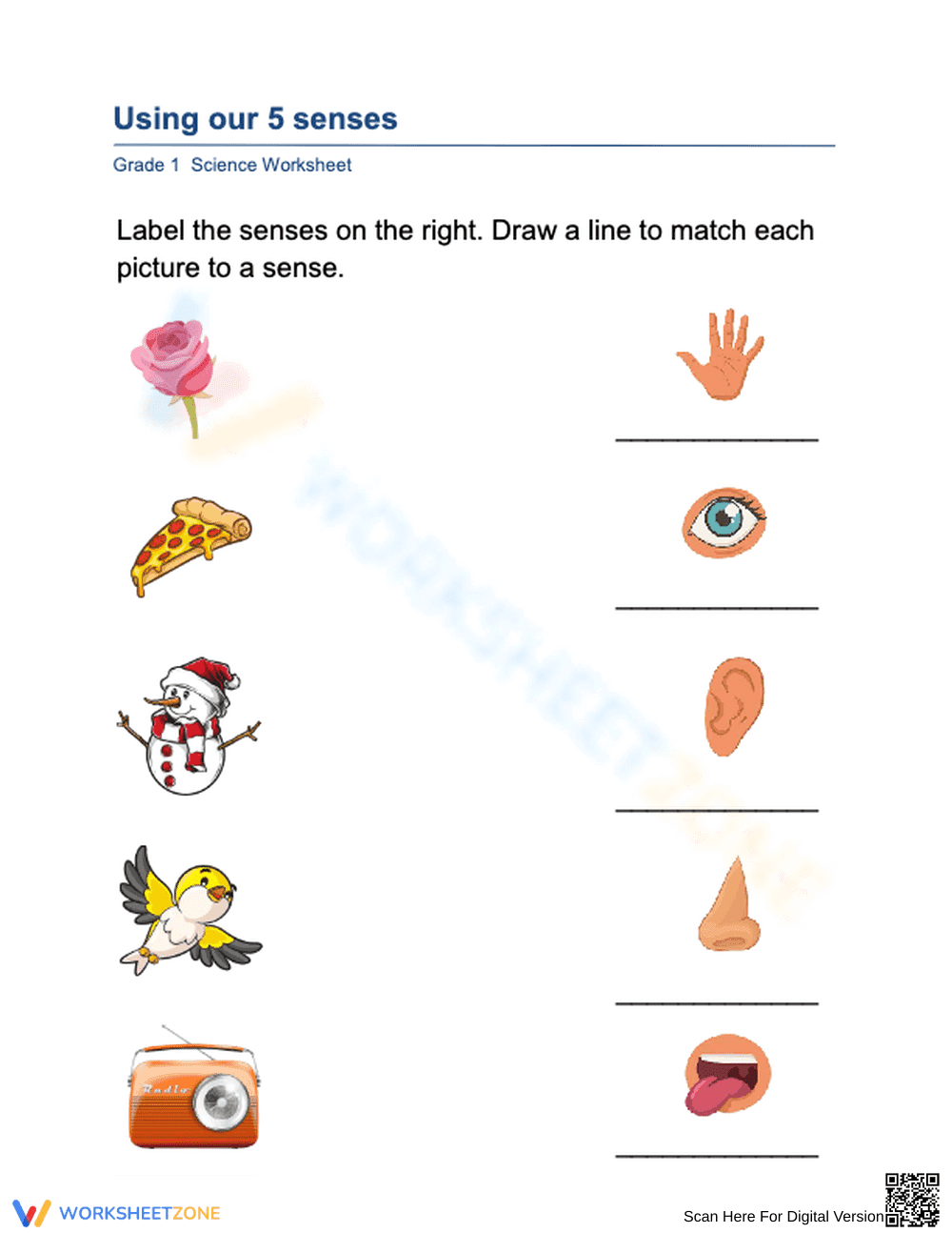 Grade 1 Five Senses — Printable No-Prep Worksheet - Page 1