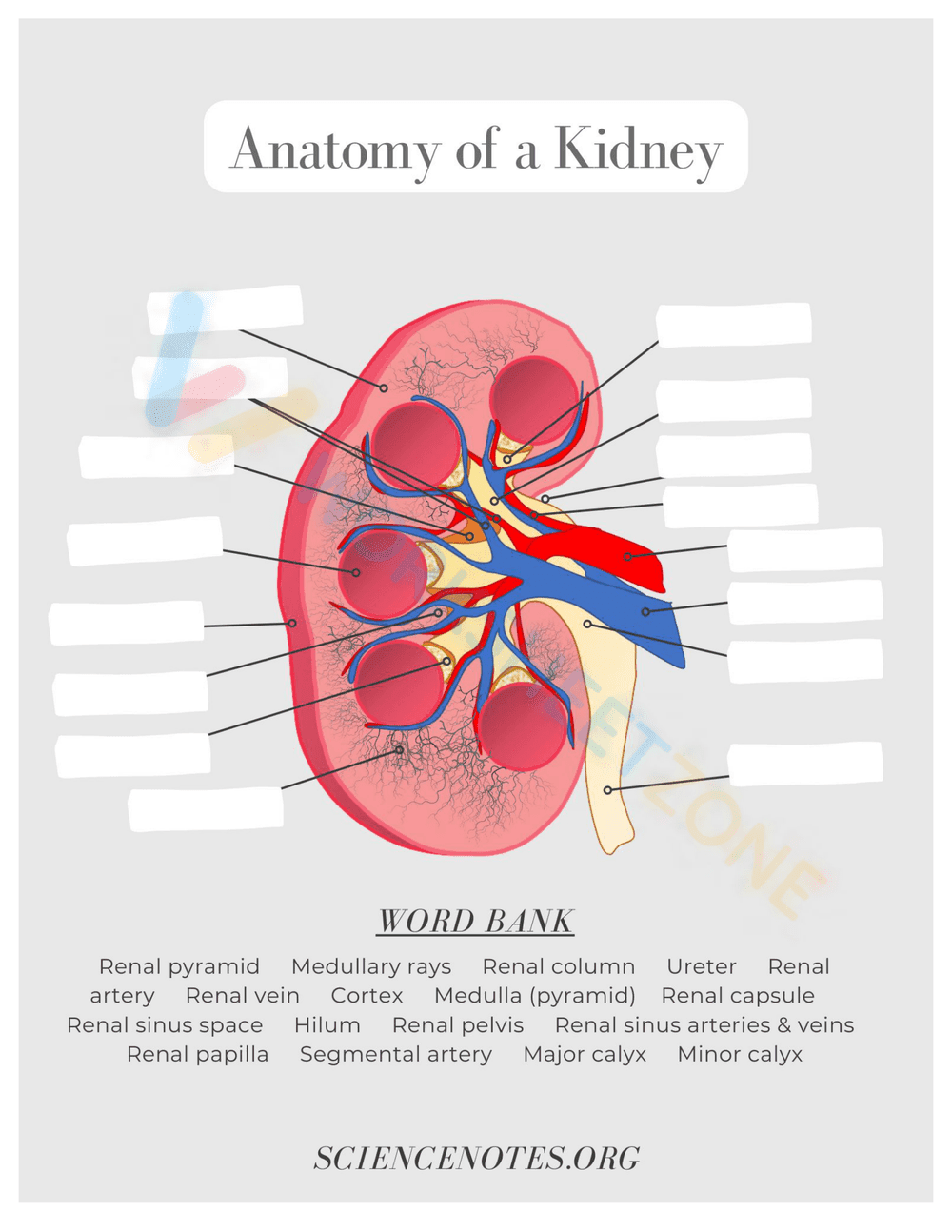 Anatomy of kidney - Page 1