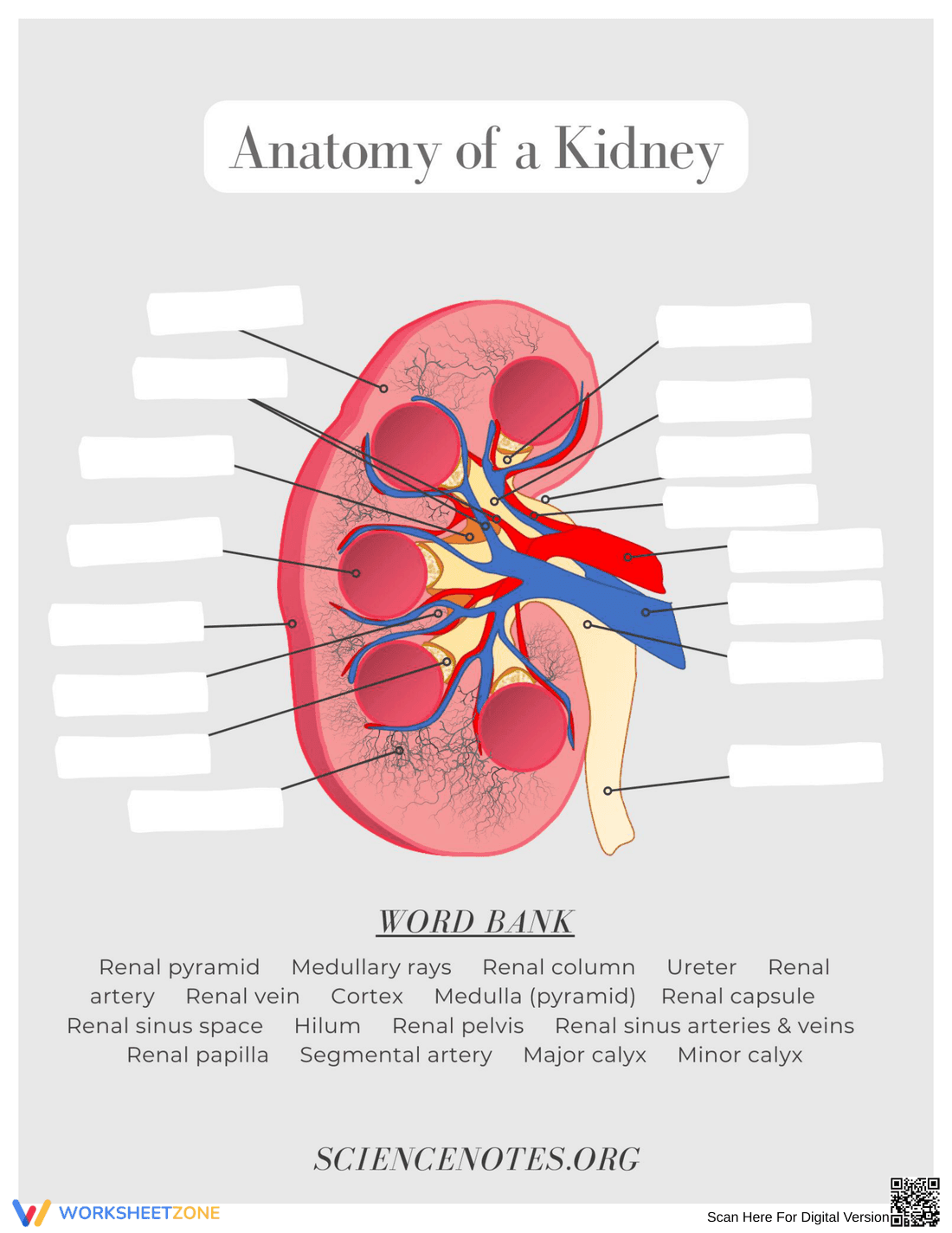 Printable Kidney Anatomy Worksheet | Grade 6-9 Science - Page 1