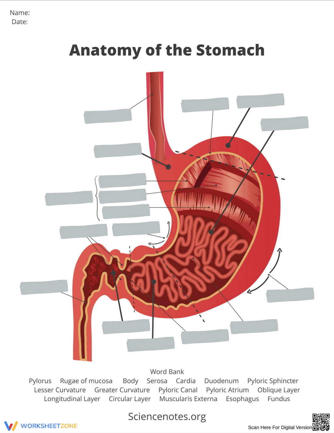 Grade 7 Anatomy of the Stomach — Printable No-Prep Worksheet - Page 1