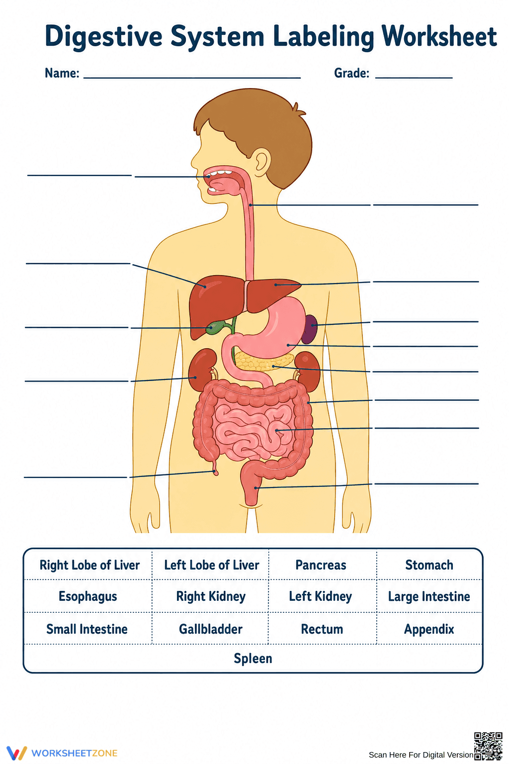 Grade 4 Digestive System — Printable No-Prep Worksheet - Page 1