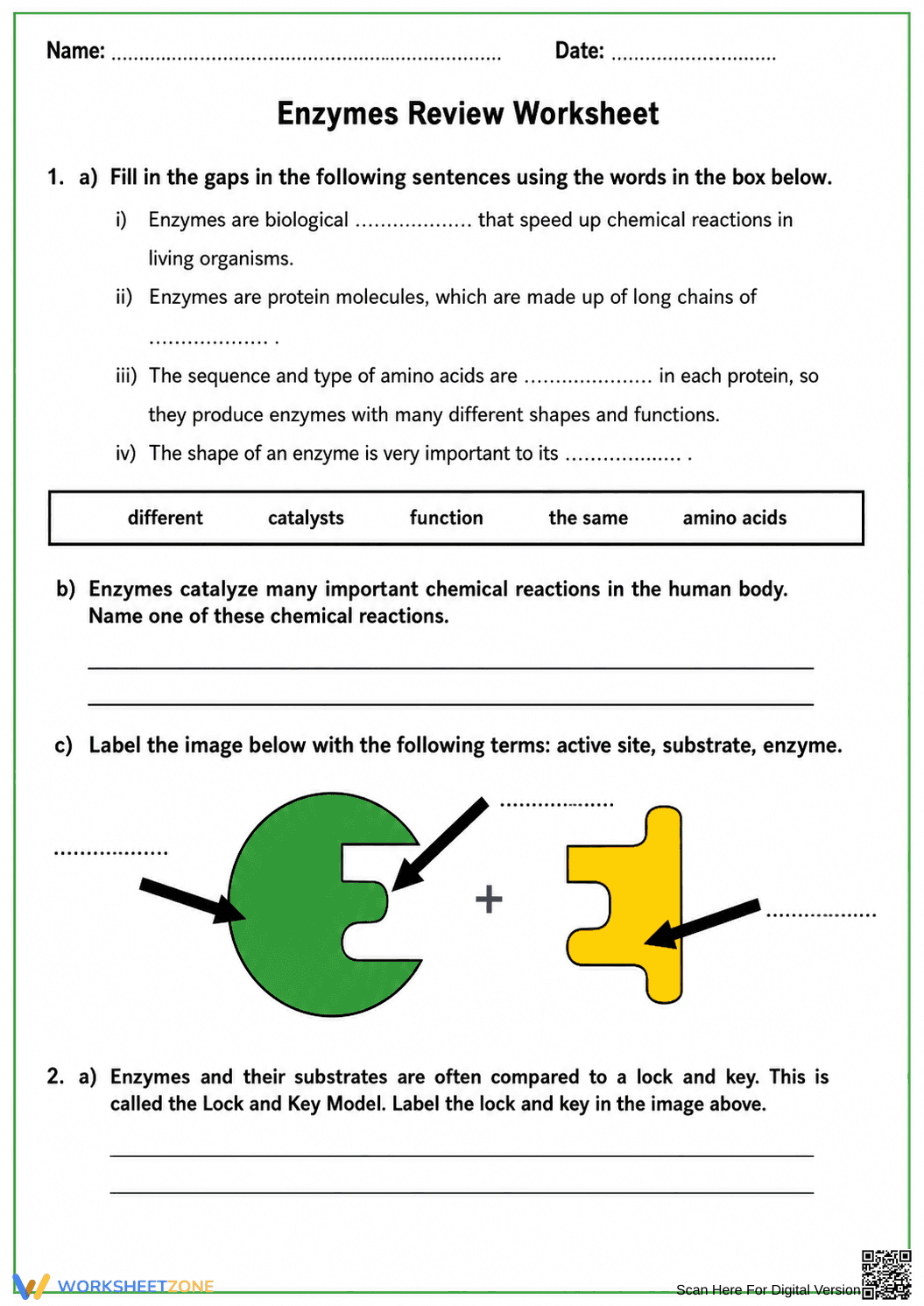 Essential Enzyme Review Worksheet | Middle School Biology - Page 1