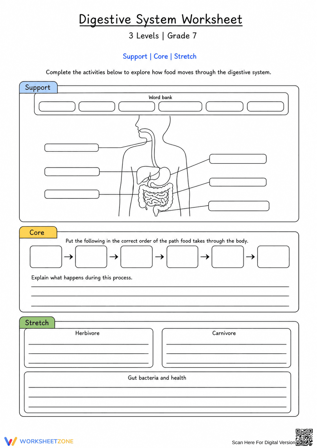 Digestive System Worksheet (3 Levels) | Grade 7 Ready - Page 1