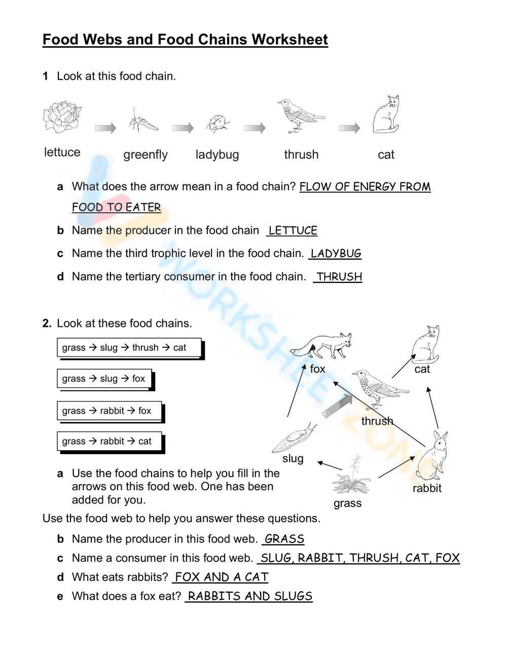 Food Webs and Food Chains Worksheet | Essential Grade 6 - Page 1