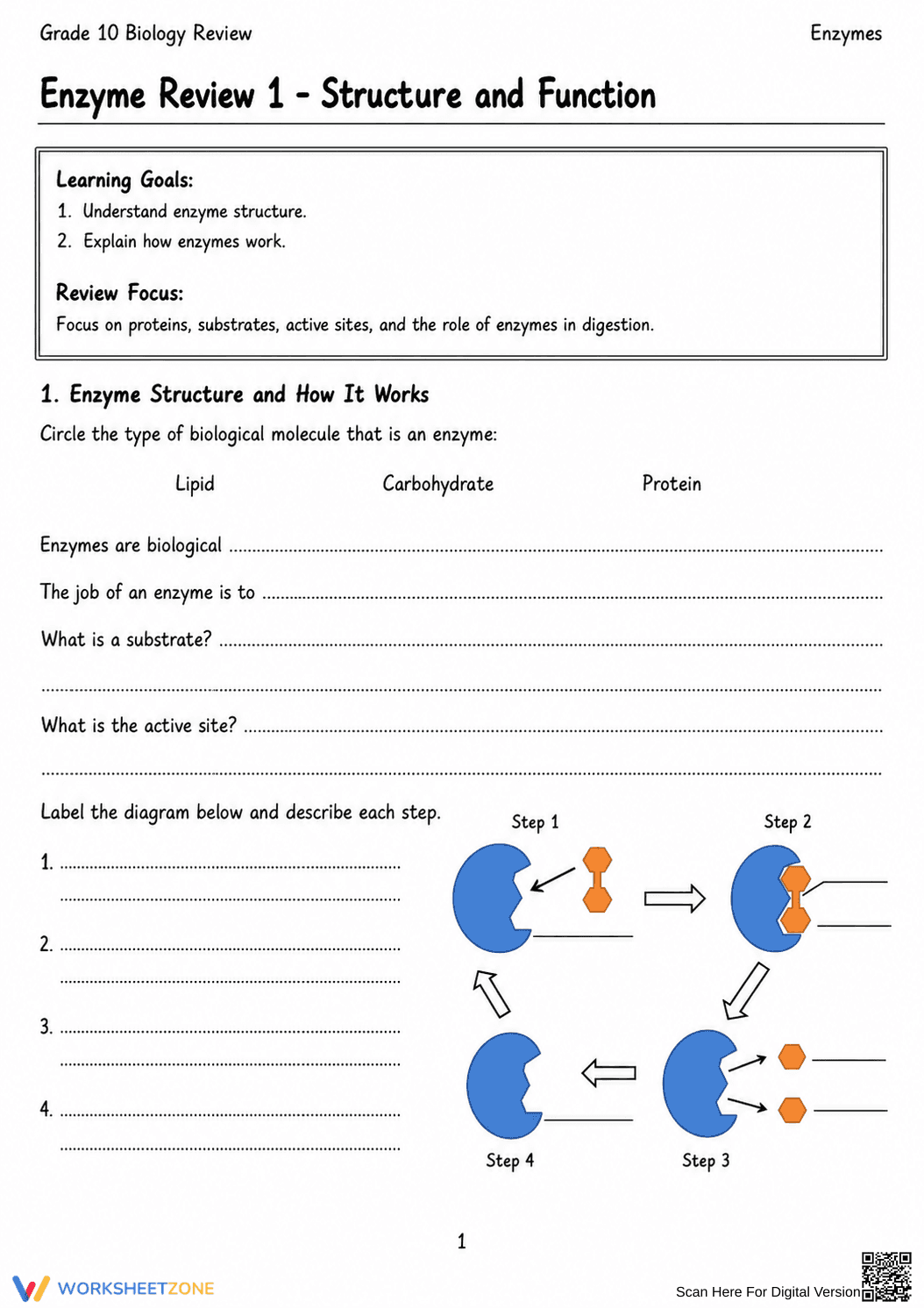 Printable Enzyme Activity Worksheet | Grade 10 Biology - Page 1