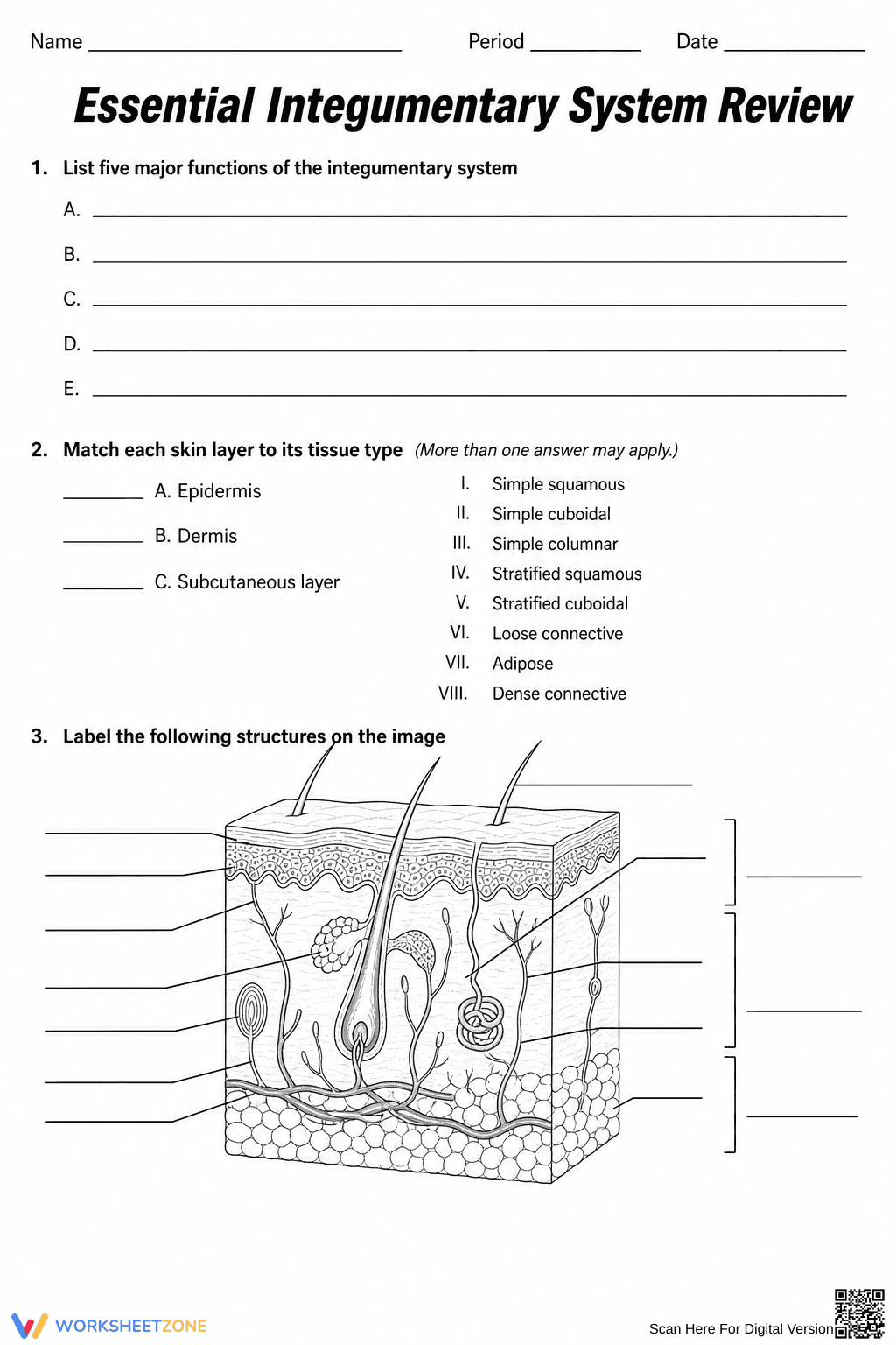Essential Integumentary System Review | HS Biology Ready - Page 1