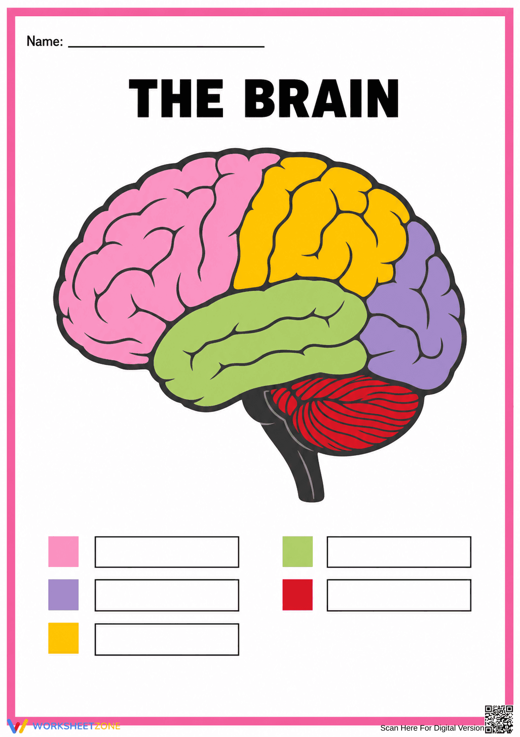 Printable Brain Anatomy Worksheet | Grade 7 Science - Page 1