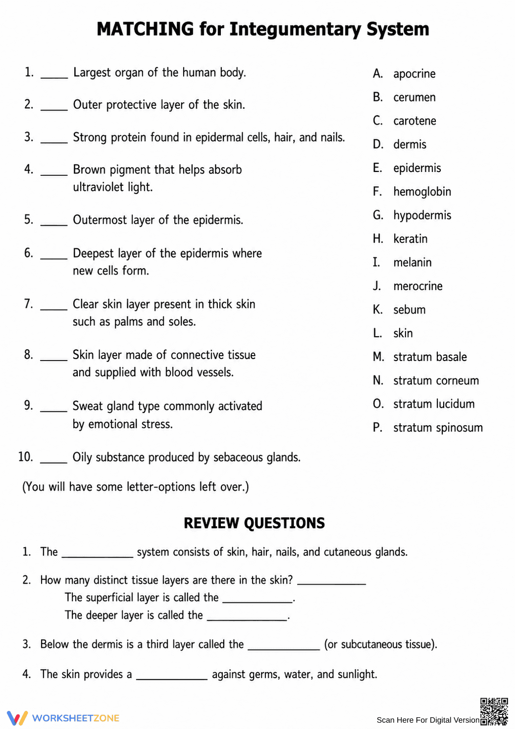 Integumentary System Printable Worksheet | Grade 6 Science - Page 1
