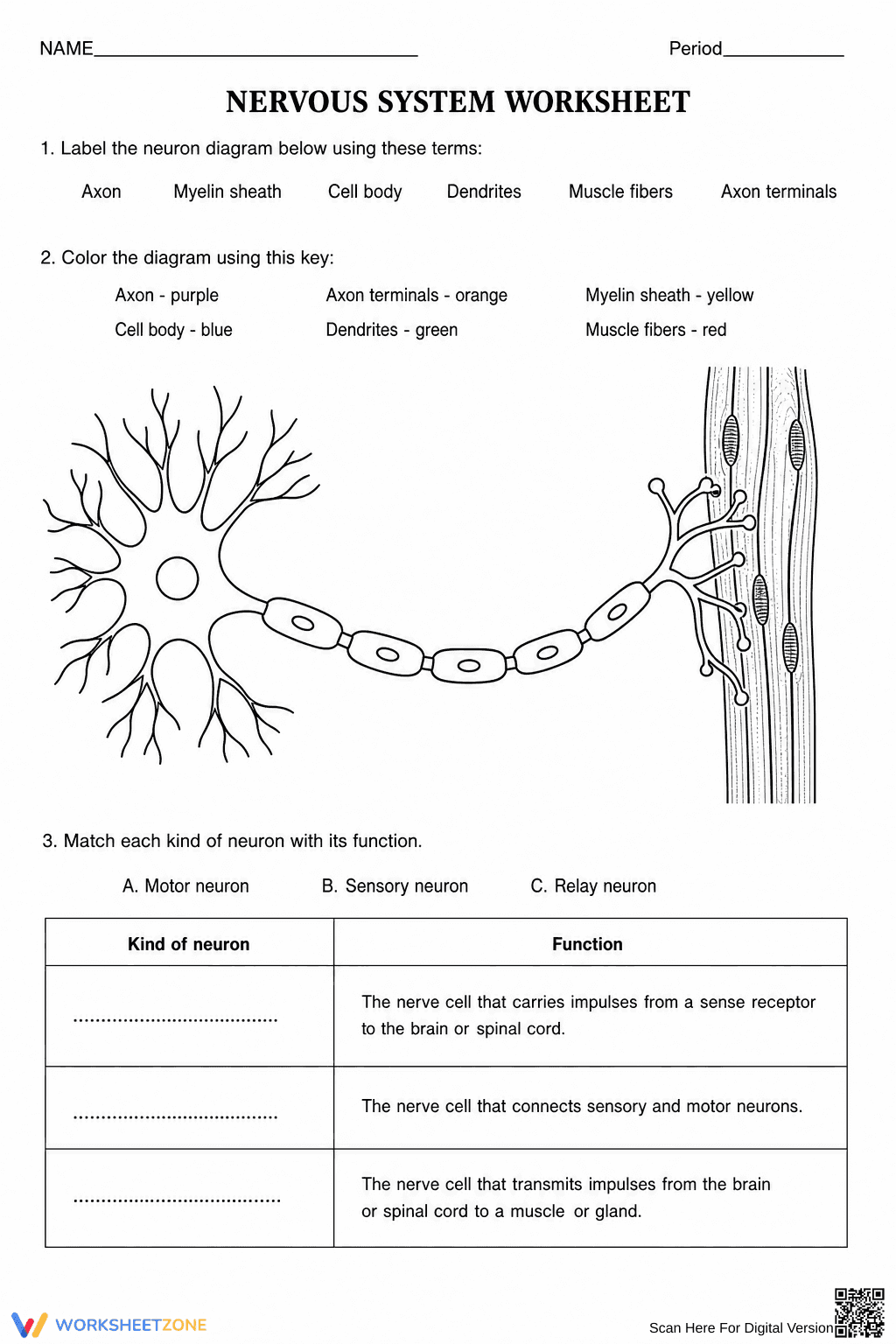 Nervous System Anatomy Worksheet | Grade 8 Printable - Page 1