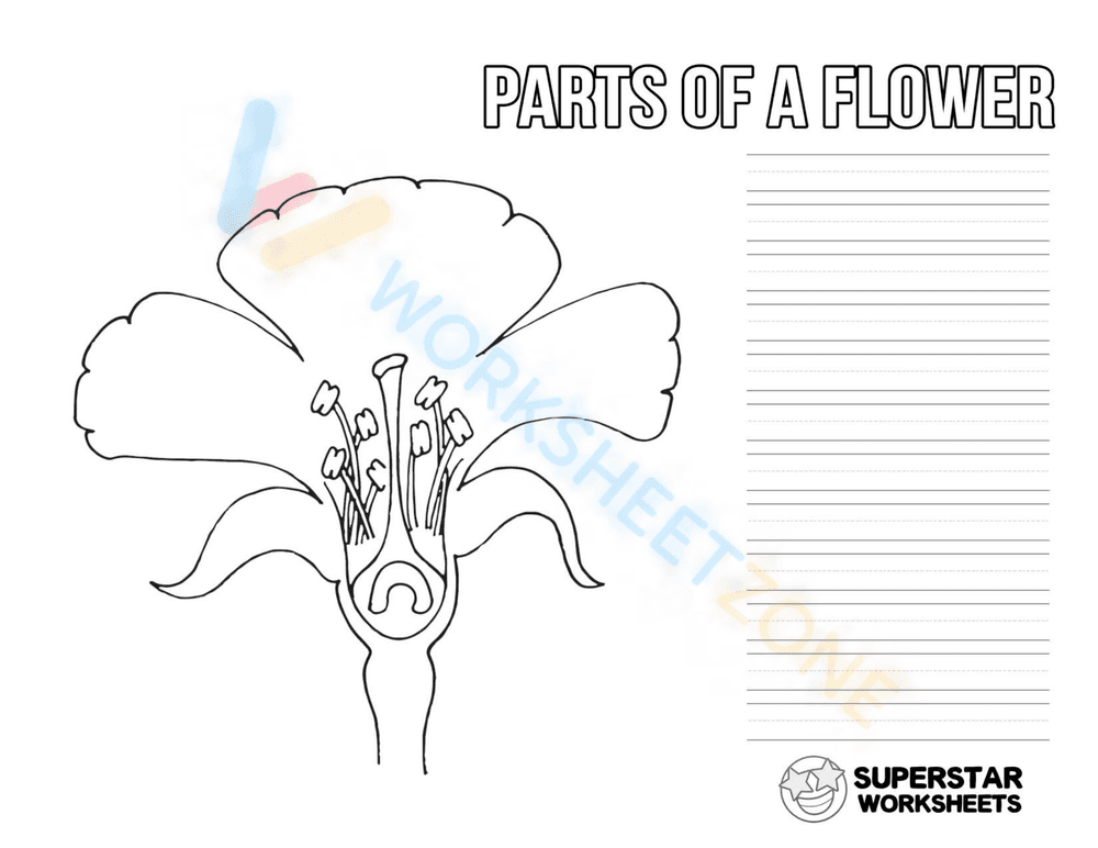Parts of a Flower Worksheet | Grade 1 Essential Science - Page 1
