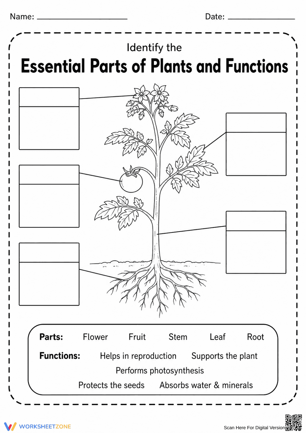 Essential Plant Parts Worksheet | Grade 3 Printable - Page 1
