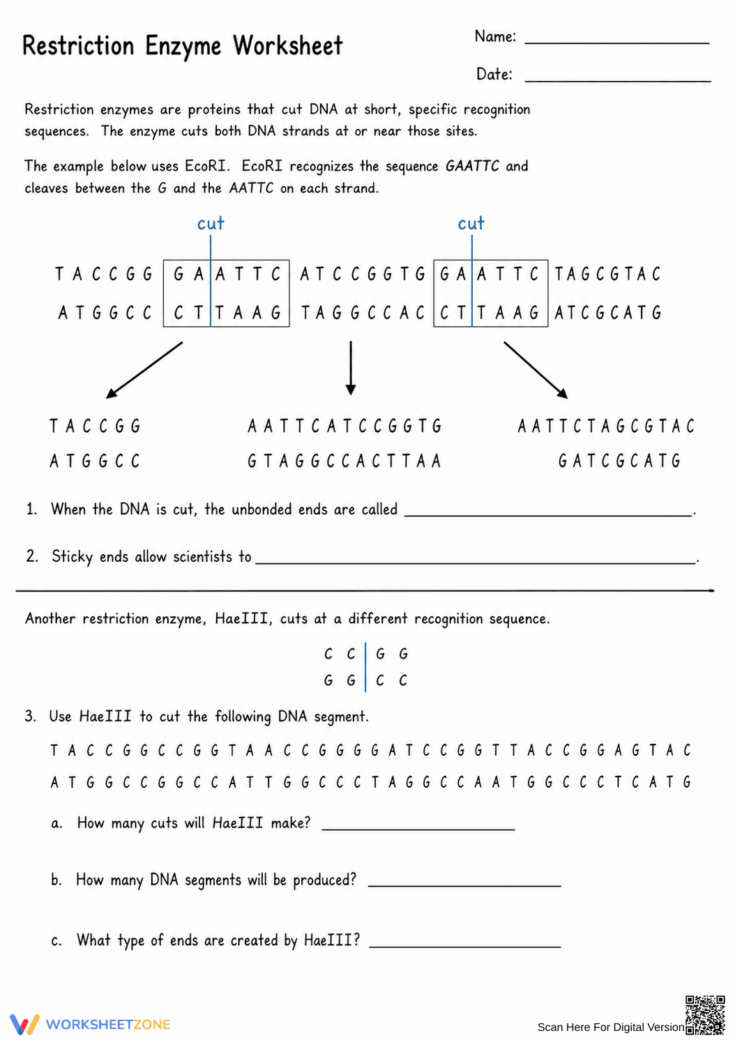 Restriction Enzyme Worksheet | Essential Biology Practice - Page 1