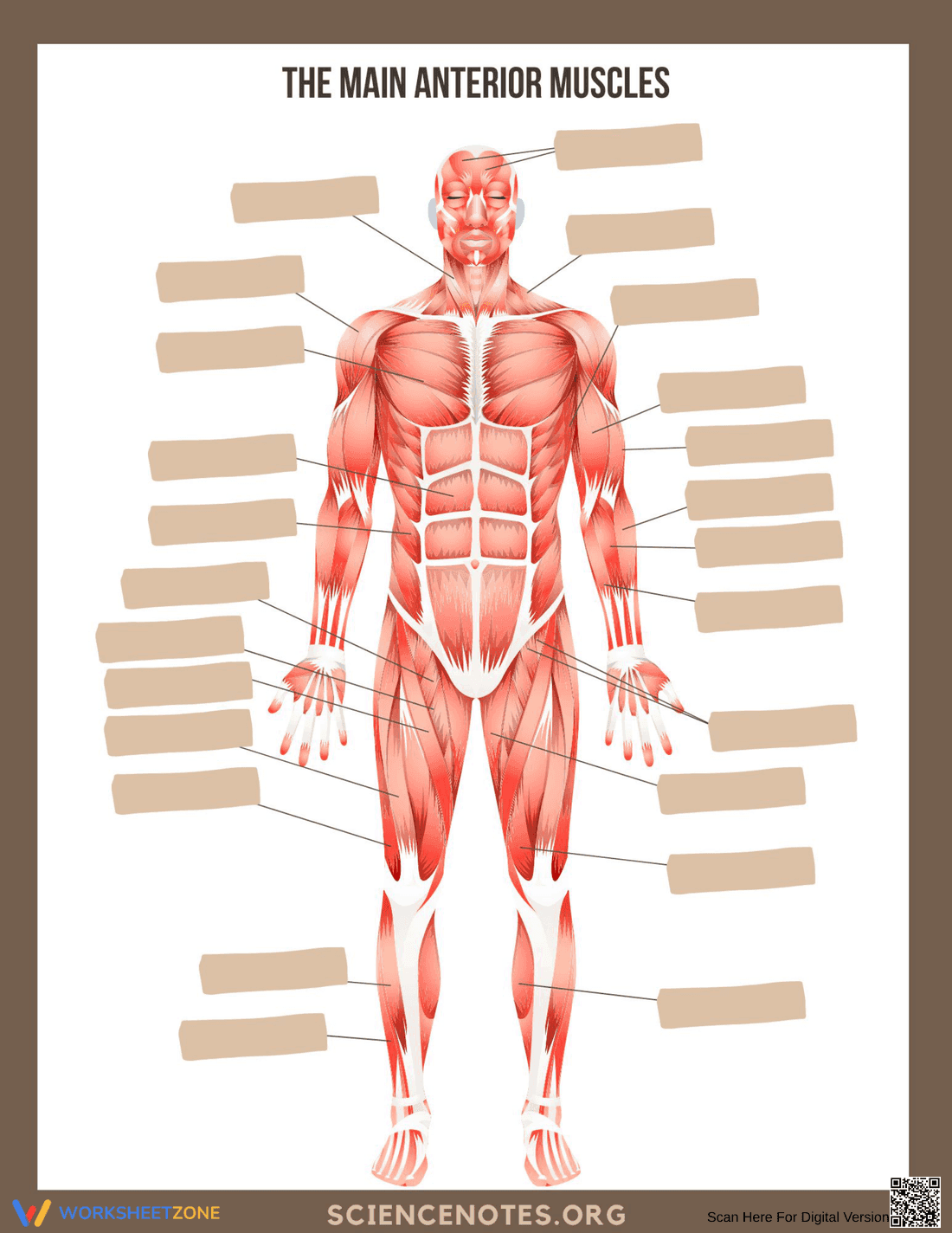 Main Anterior Muscles Worksheet | Essential Biology Guide - Page 1