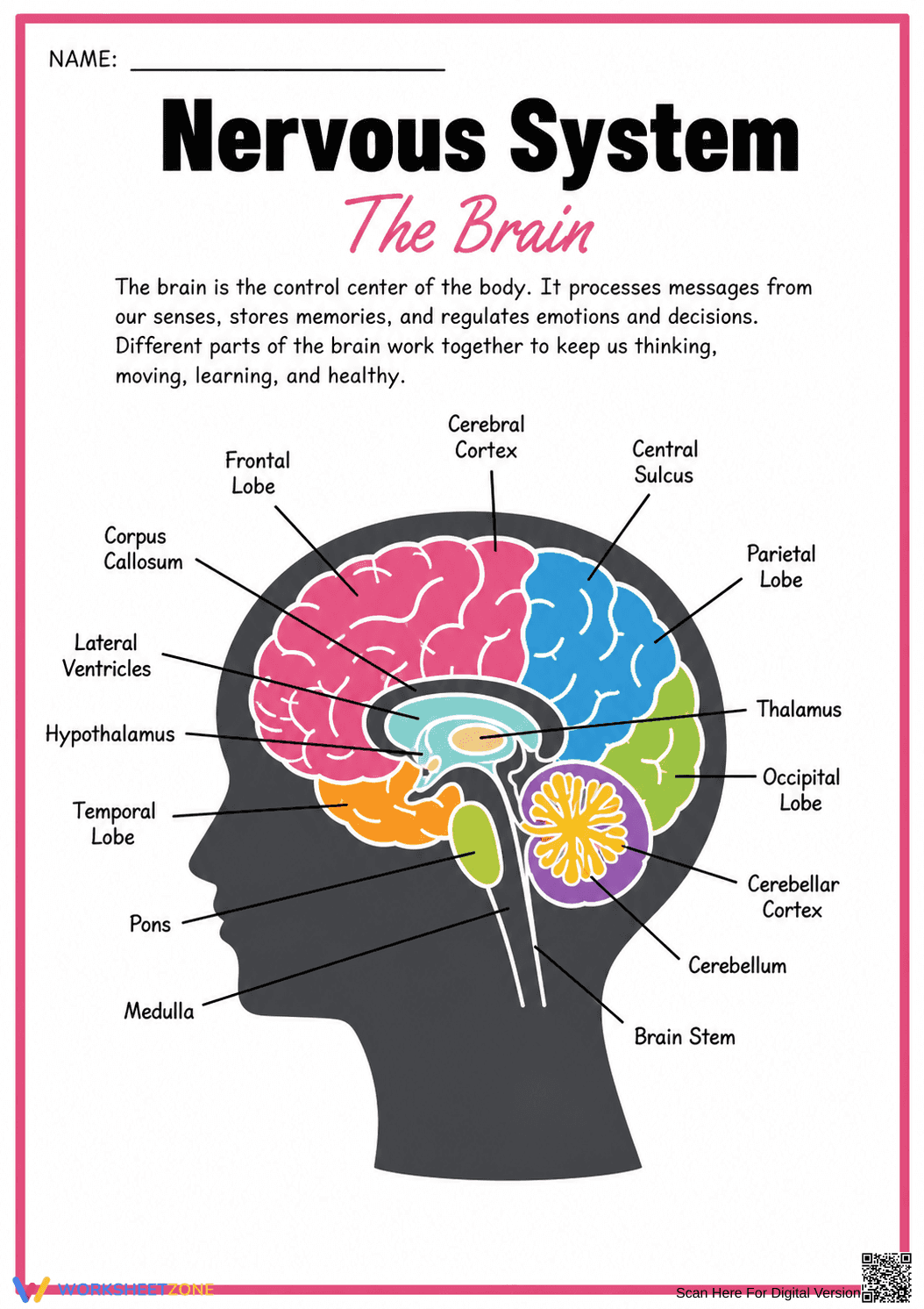 Essential Brain Parts Worksheet | Grade 7 Science - Page 1