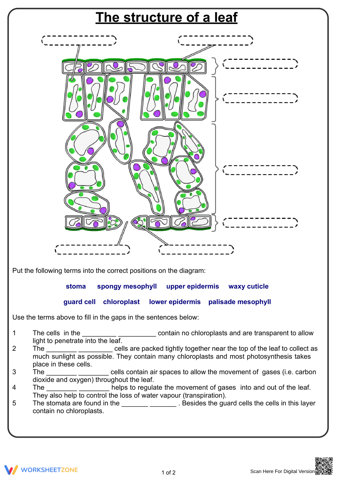 Grade 7 Leaf Structure — Printable No-Prep Worksheet - Page 1