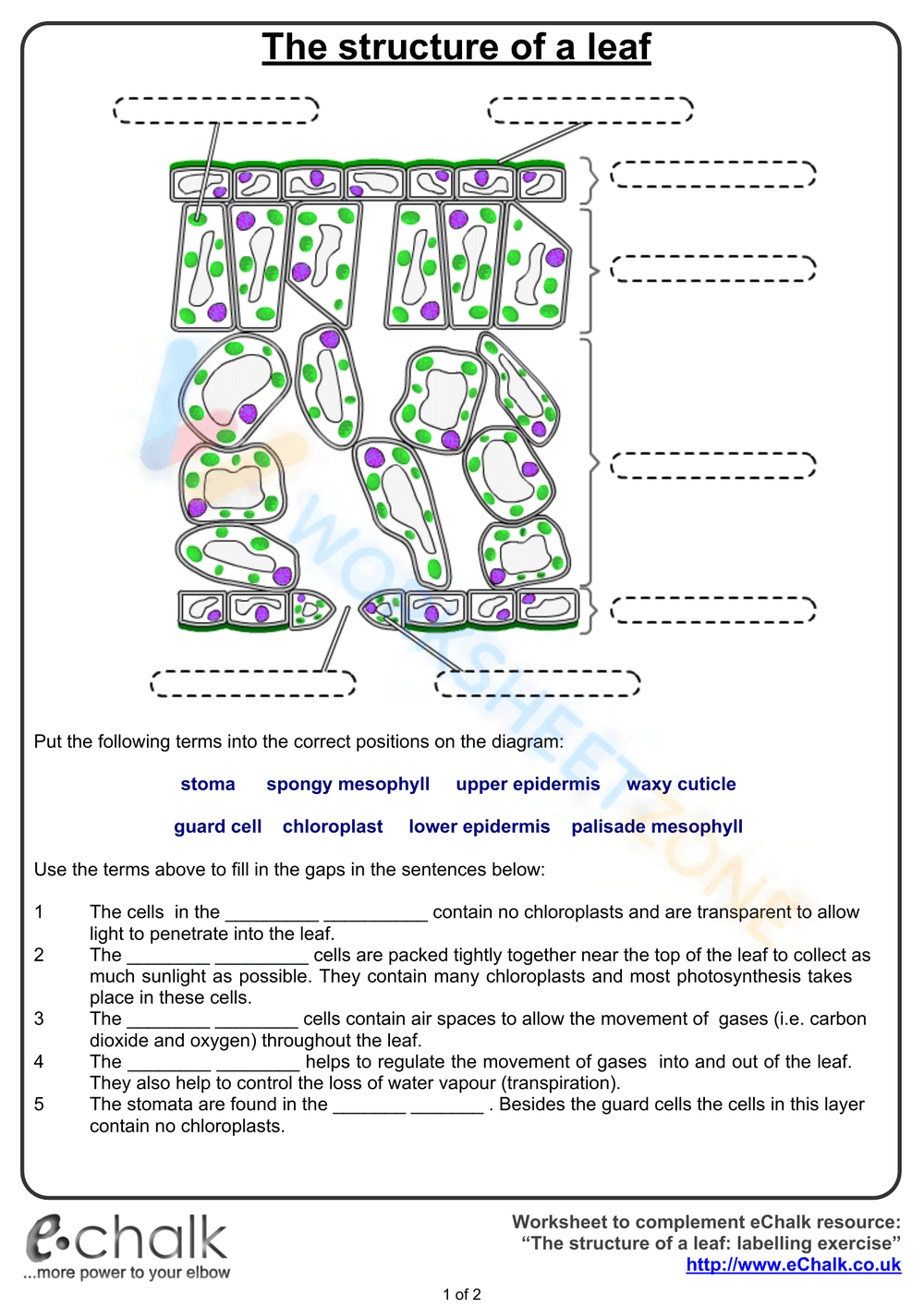 The structure of a leaf - Page 1