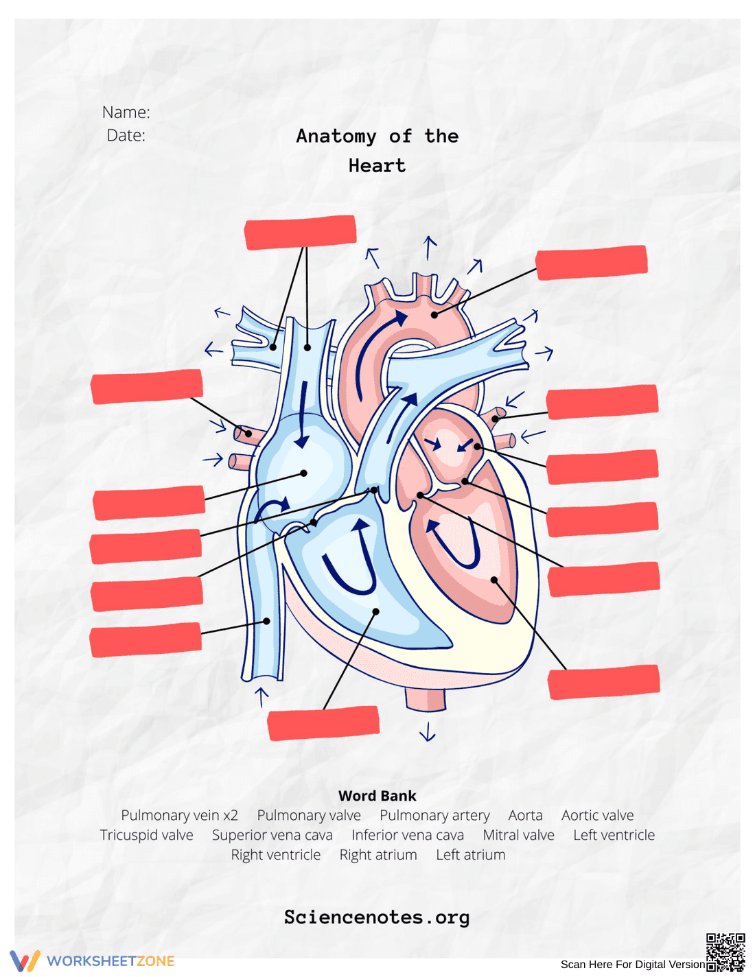 Printable Heart Anatomy Worksheet | Grade 10 Biology - Page 1