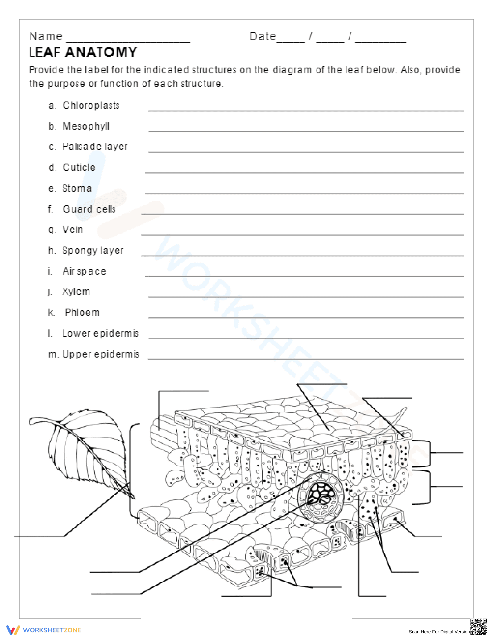 Anatomy of a Leaf Worksheet | Essential Biology Guide - Page 1
