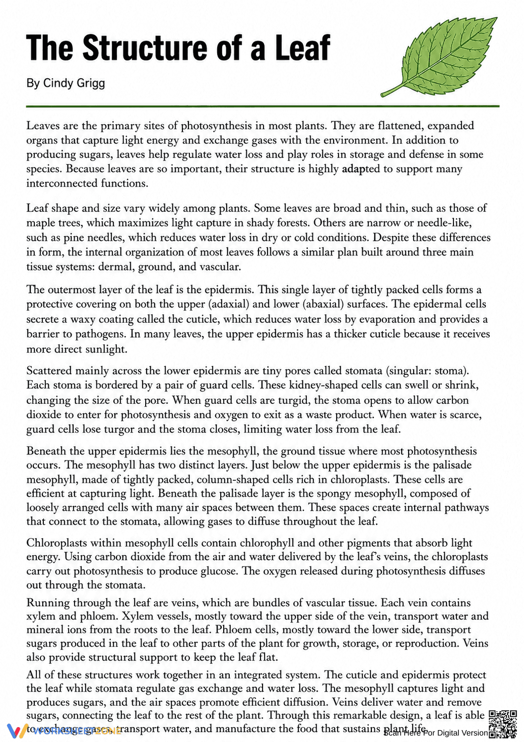 Grade 10 Leaf Anatomy — Printable Reading Passage - Page 1