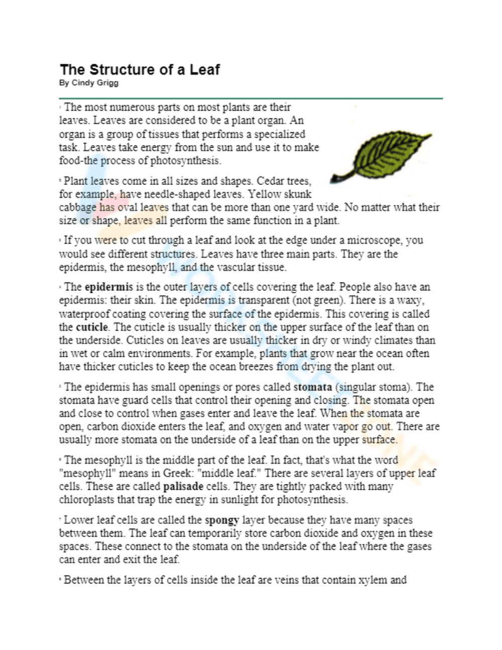anatomy of a leaf 1 - Page 1