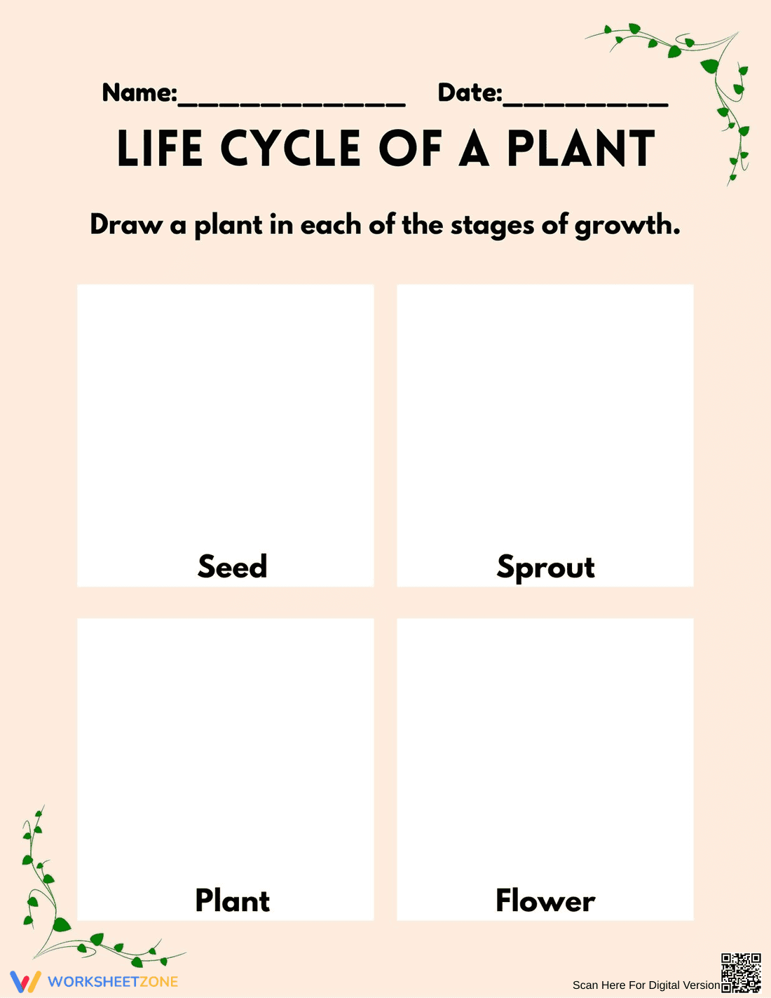 Plant Life Cycle Worksheet | Grade 3 Essential - Page 1