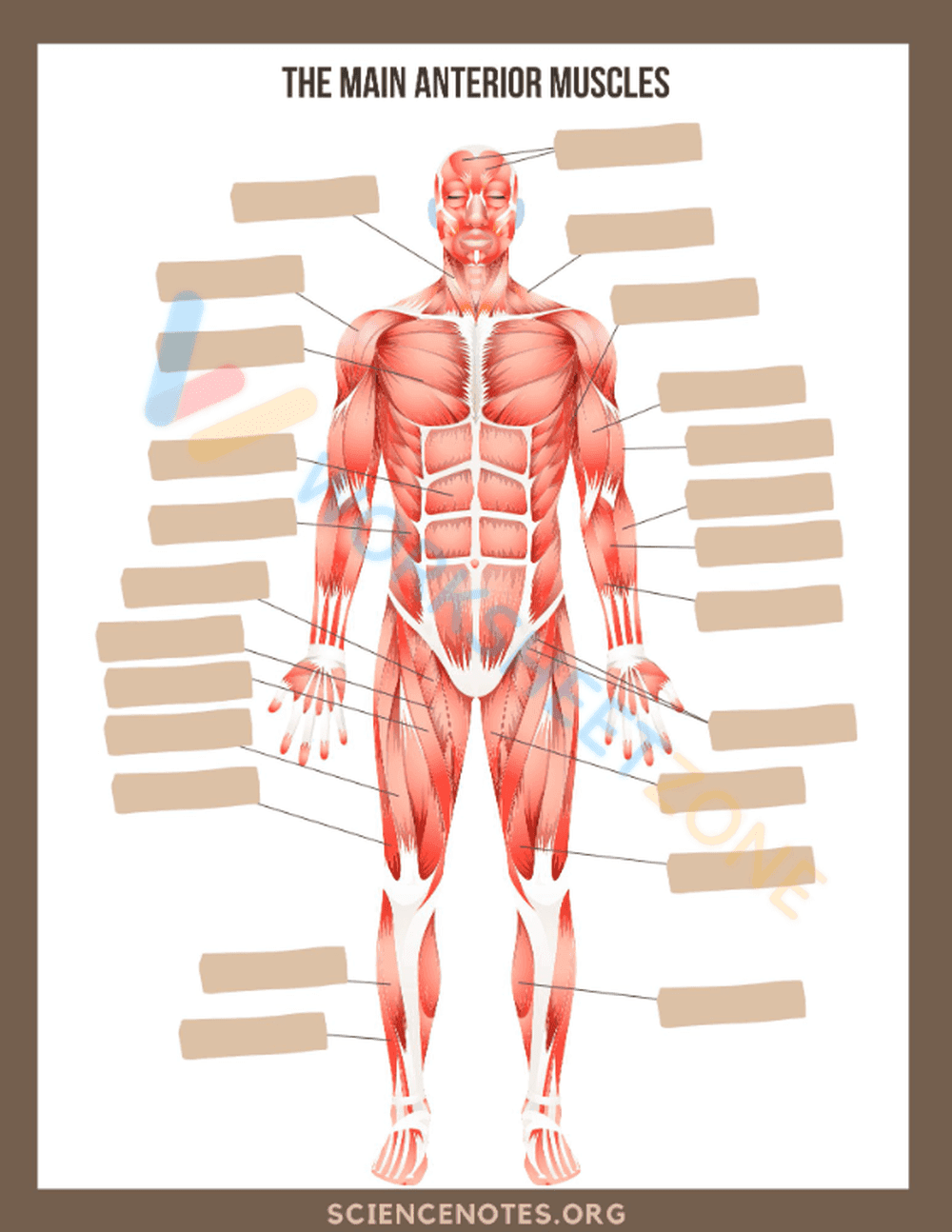 Grade 4-6 Anterior Muscles — Printable No-Prep Worksheet - Page 1
