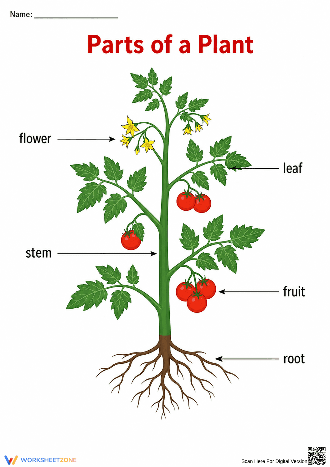 Grade 7-12 Parts of a Plant — Printable No-Prep Worksheet - Page 1