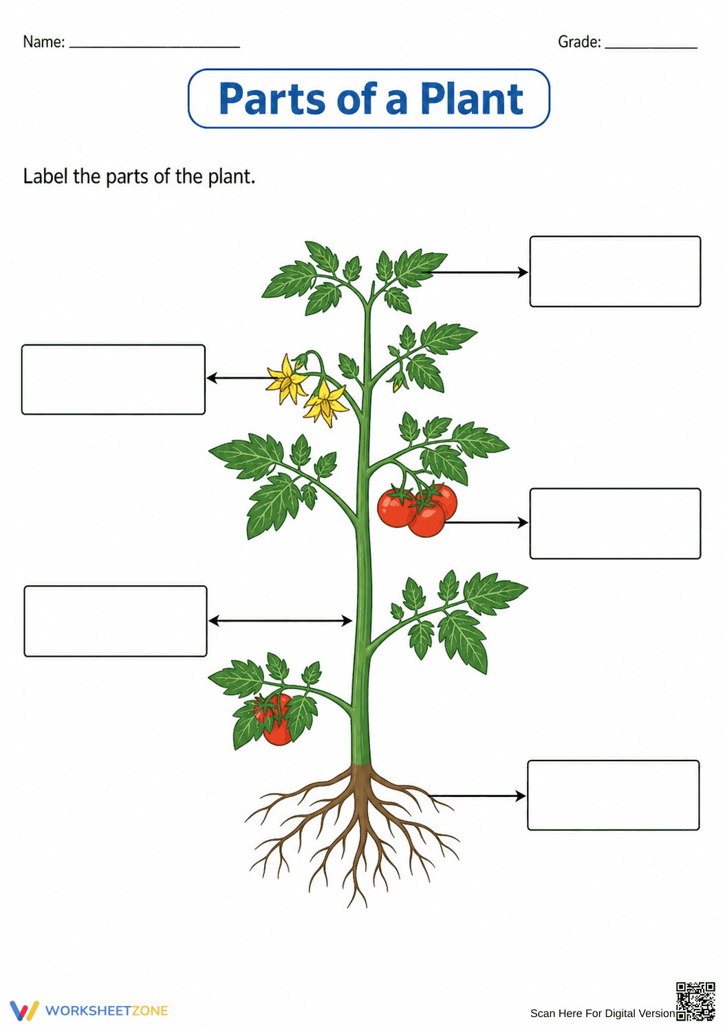 Parts of a Plant Worksheet | Essential Grade 7 Science - Page 1