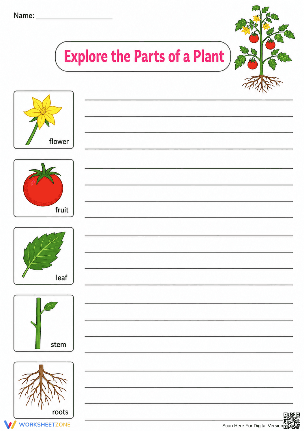 Grade 1 Plant Parts — Printable No-Prep Worksheet - Page 1