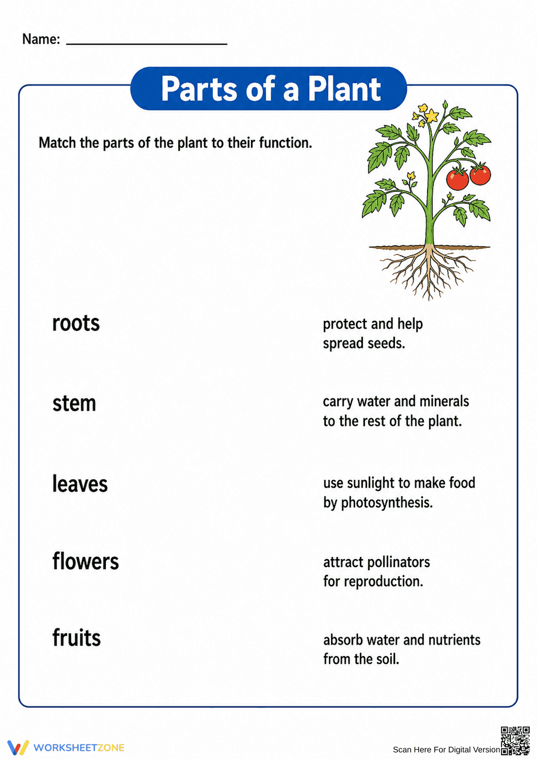 Parts of a Plant Worksheet | Grade 7 Essential - Page 1