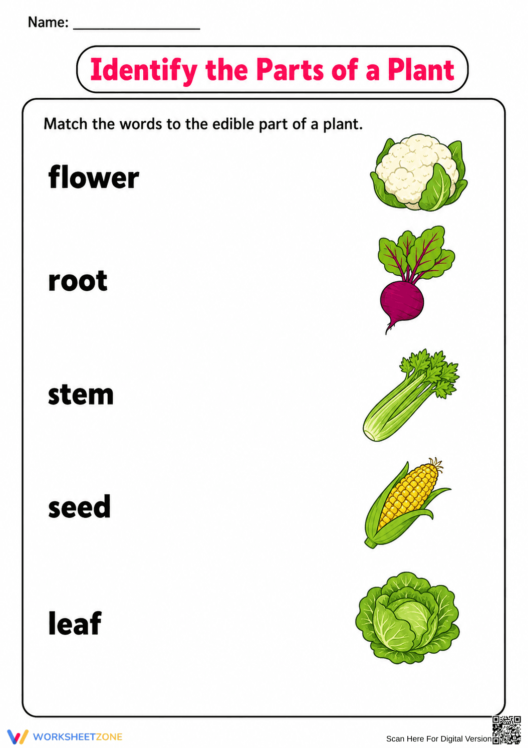 Edible Parts of a Plant Printable Worksheet | Grade 1 - Page 1