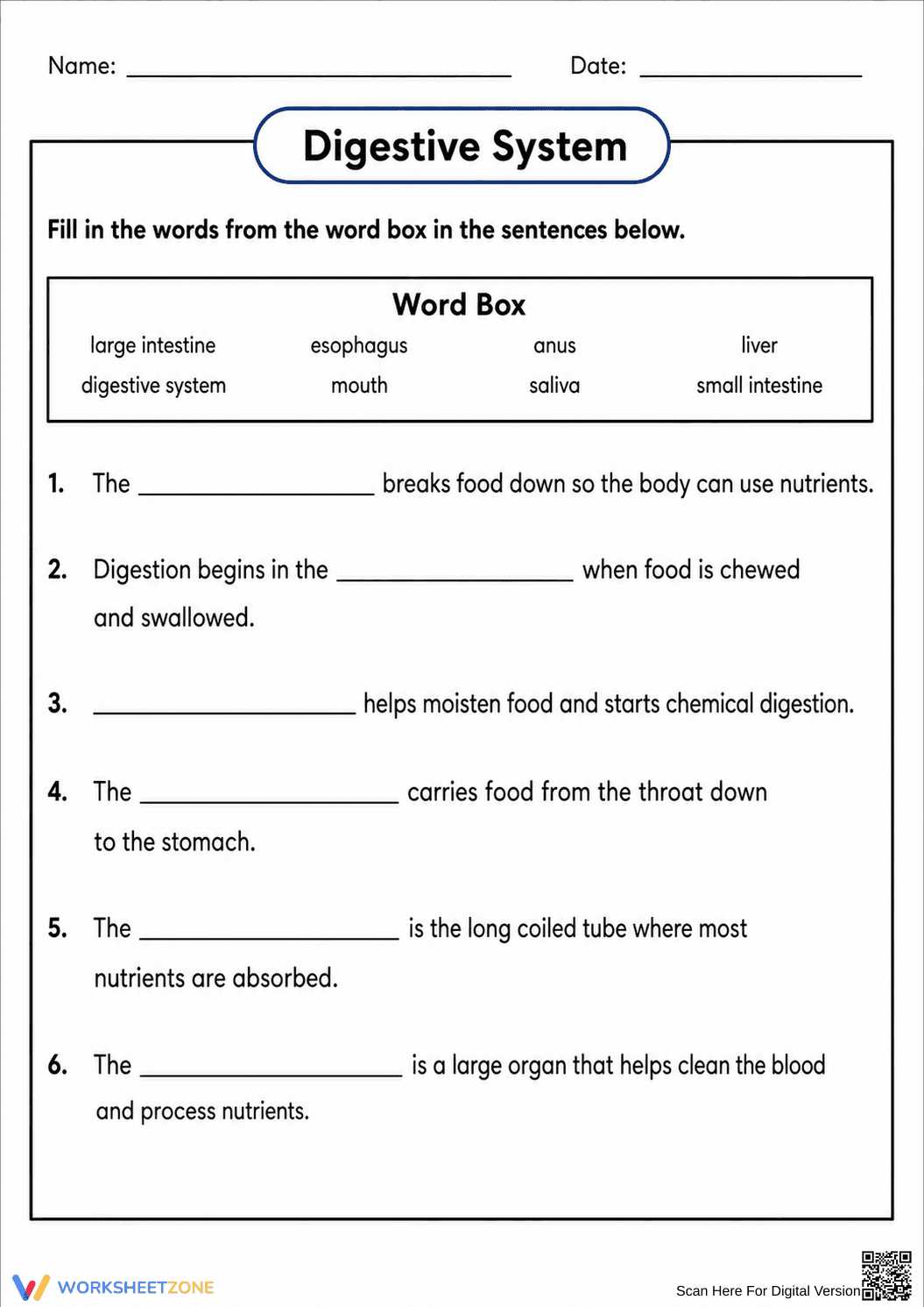 Digestive System Worksheet | Grade 7-12 Printable - Page 1