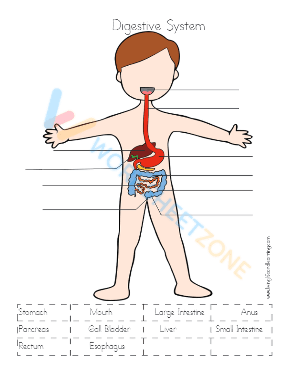 Digestive System Labeling Worksheet | Grade 7-12 Essential - Page 1