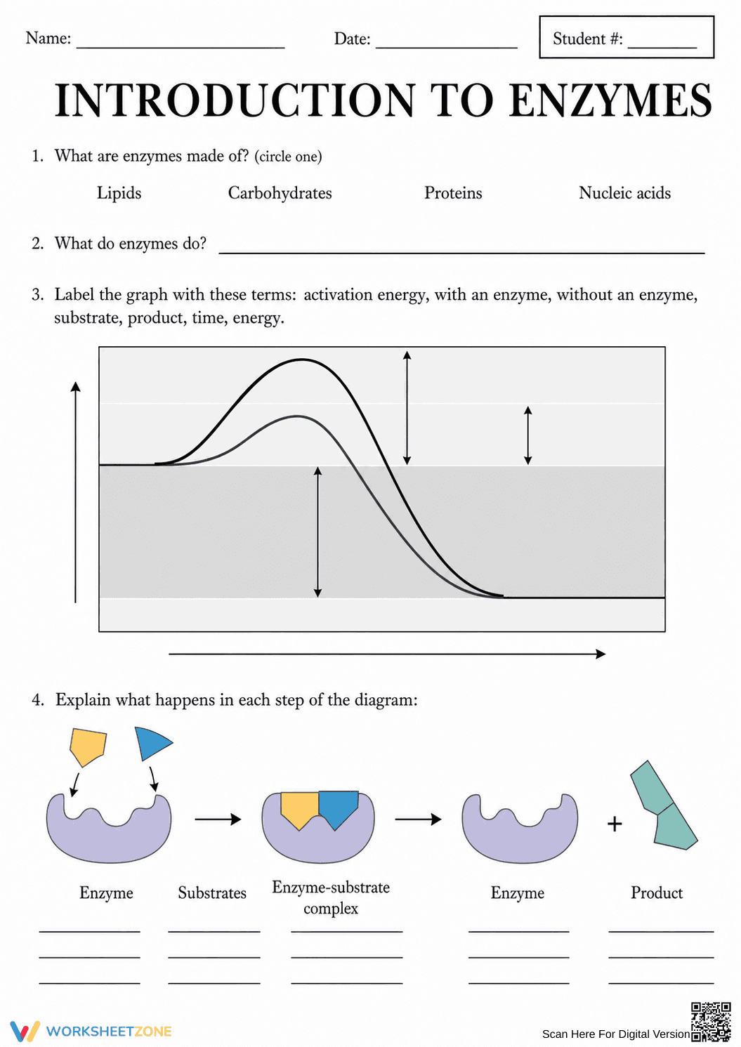 Introduction to Enzymes Worksheet | Essential Biology - Page 1