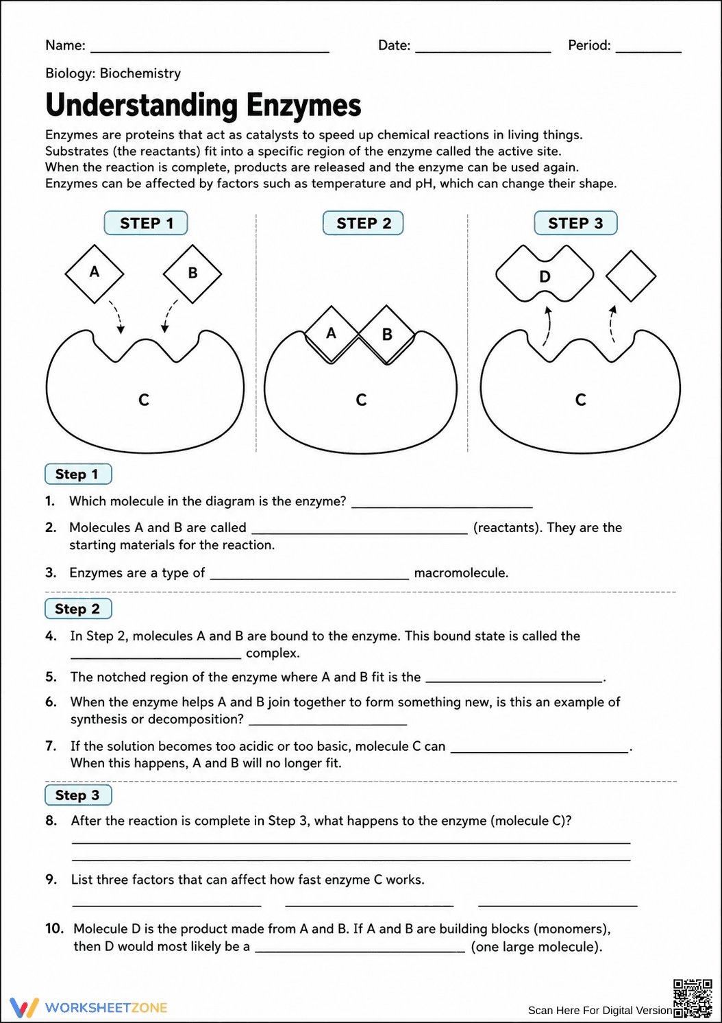 Grade 9 Enzyme Worksheet — Essential No-Prep Printable - Page 1