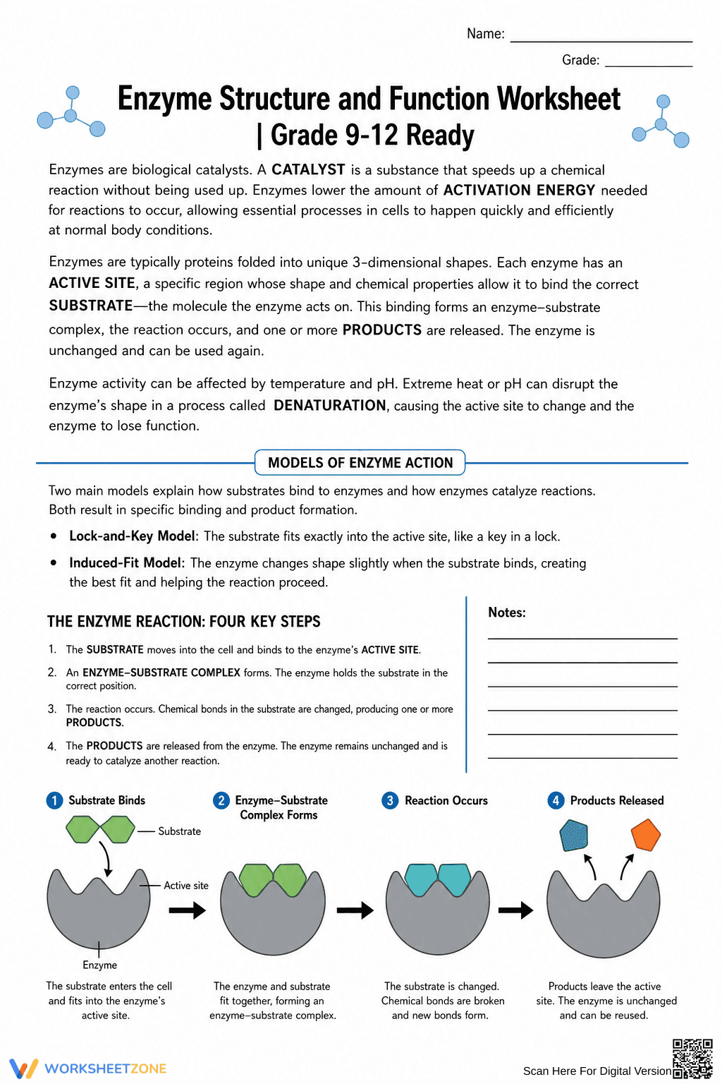 Enzyme Structure and Function Worksheet | Grade 9-12 Ready - Page 1