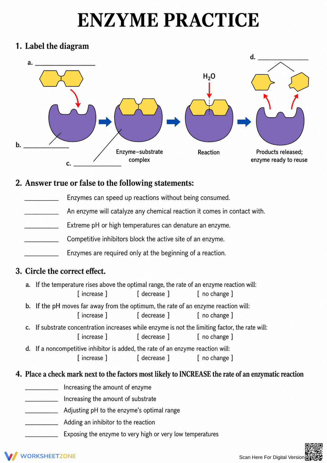 Grade 10 Enzyme Practice — Printable No-Prep Worksheet - Page 1