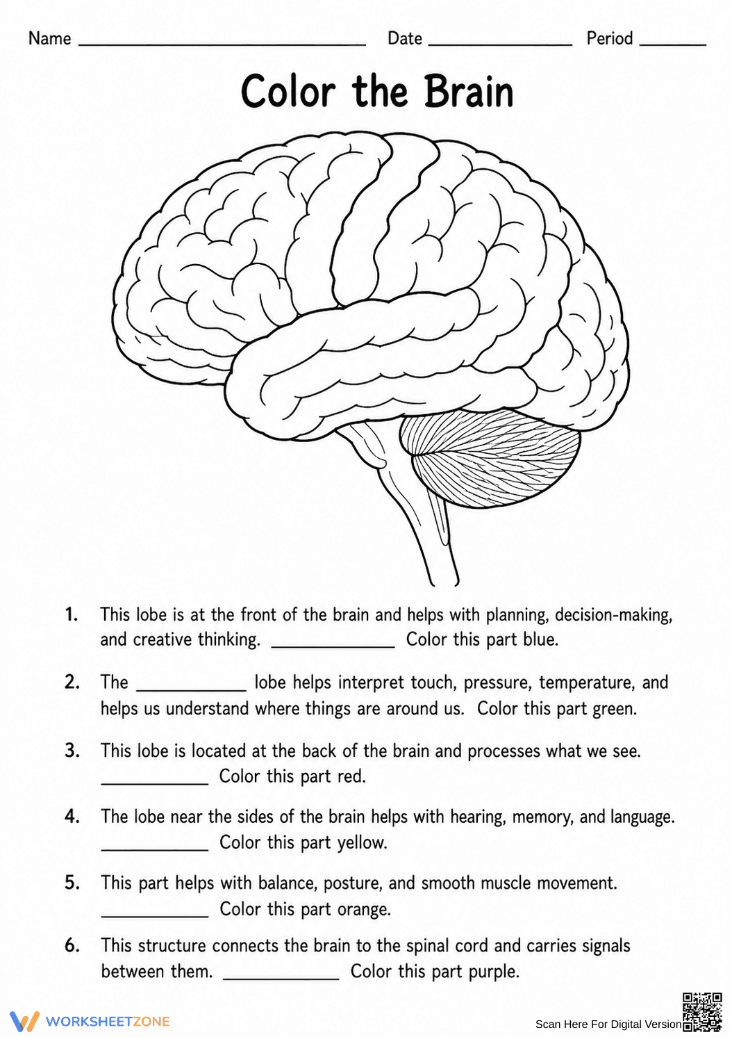 Grade 7-12 Nervous System — Printable No-Prep Worksheet - Page 1