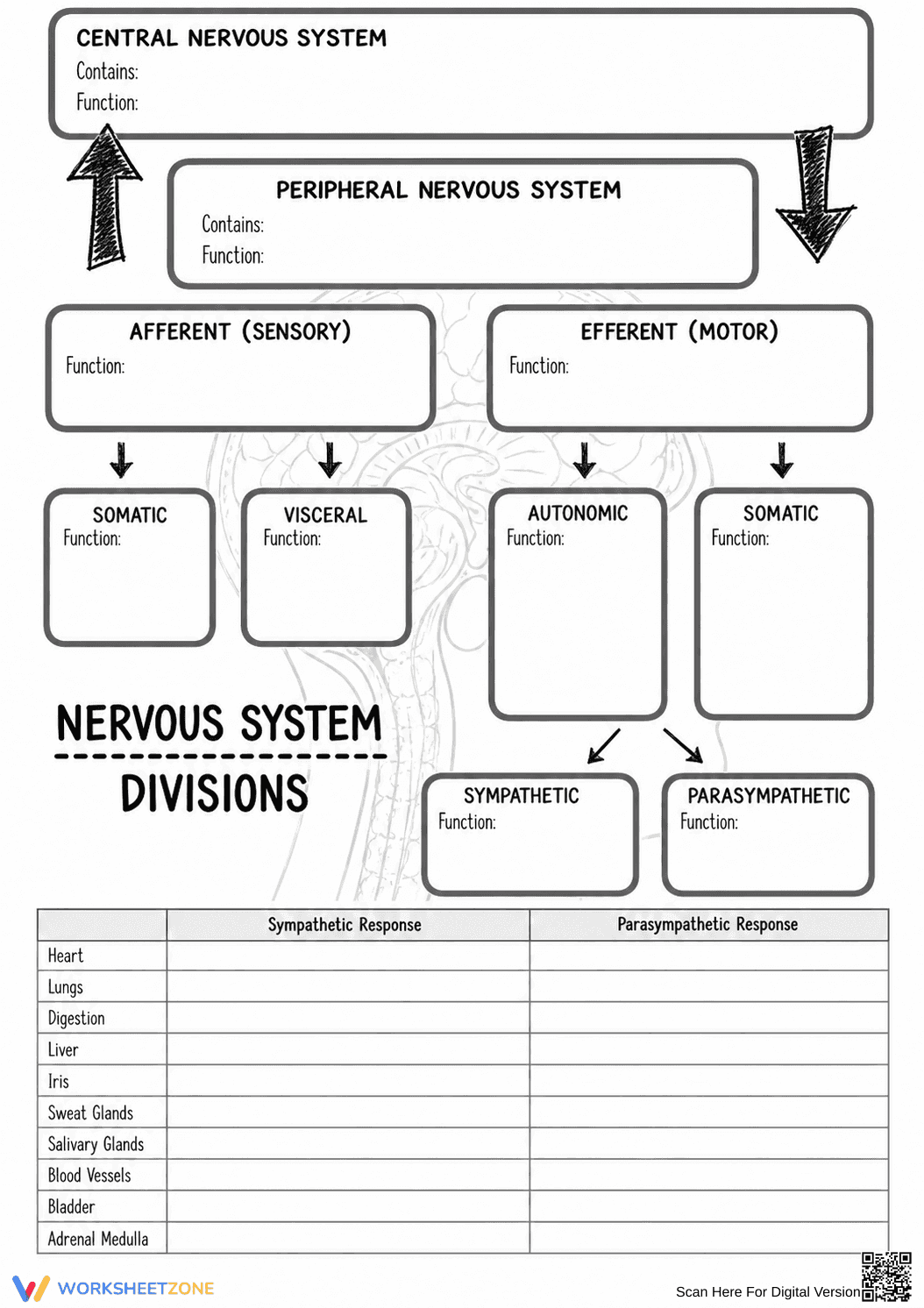 Nervous System Divisions Printable Worksheet | Grade 9 - Page 1
