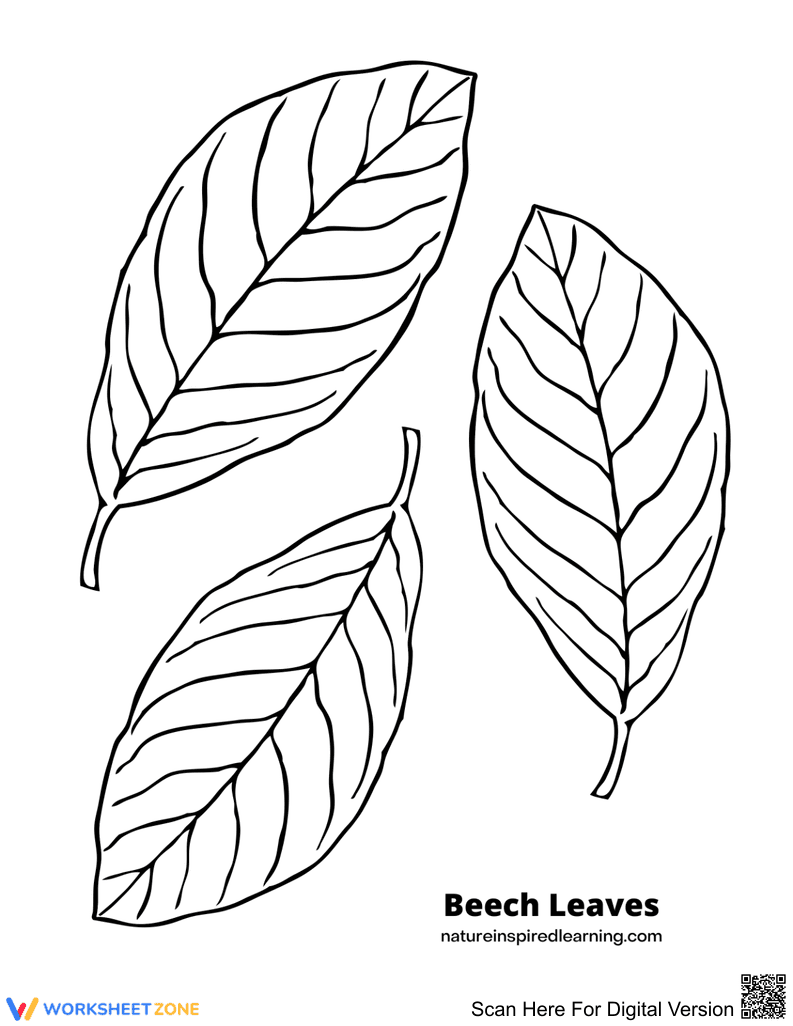 Beech Leaves Coloring Page | Essential Nature Activity - Page 1