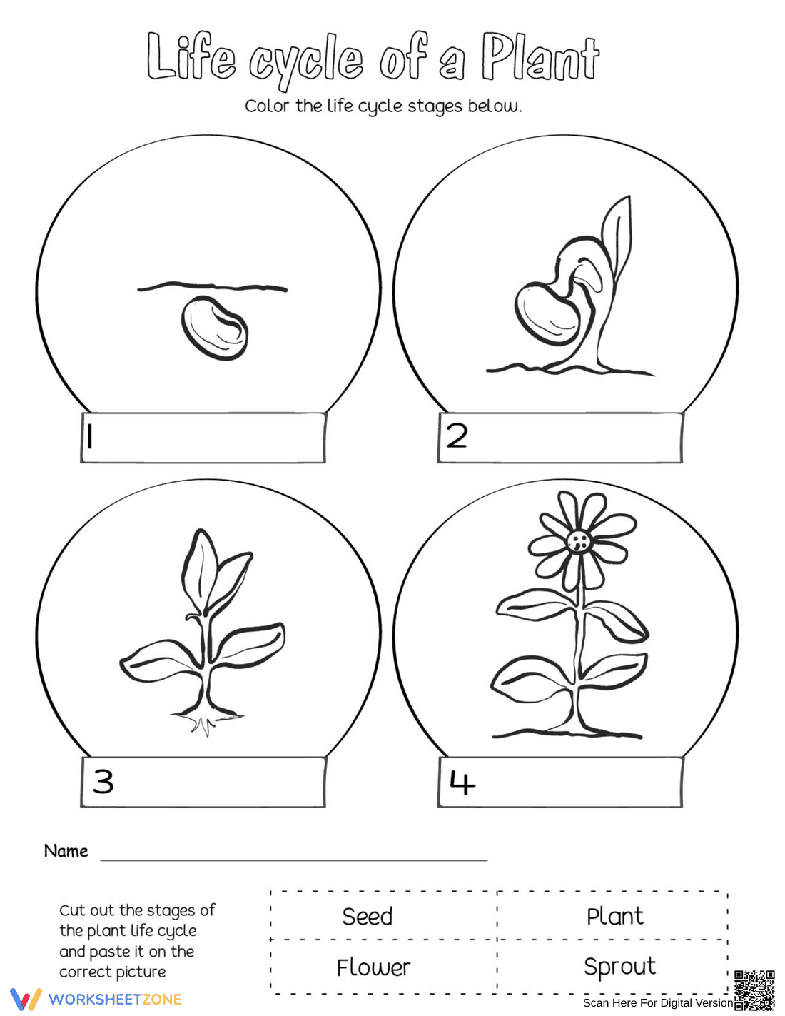 Life Cycle of a Plant – Educational Coloring Worksheet - Page 1