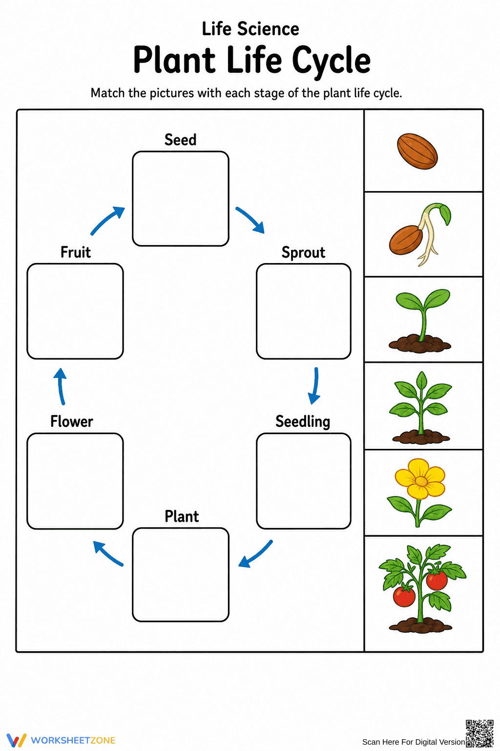 Grade 3 Plant Life Cycle — Printable No-Prep Worksheet - Page 1