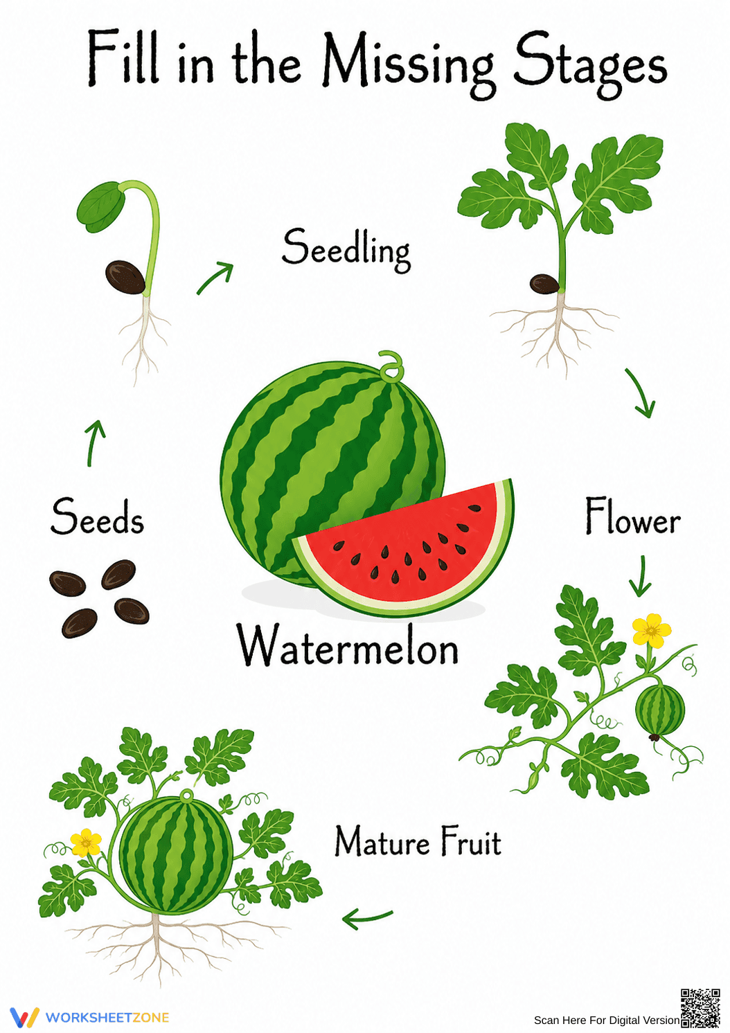 Watermelon Life Cycle Worksheet | Grade 3 Printable - Page 1