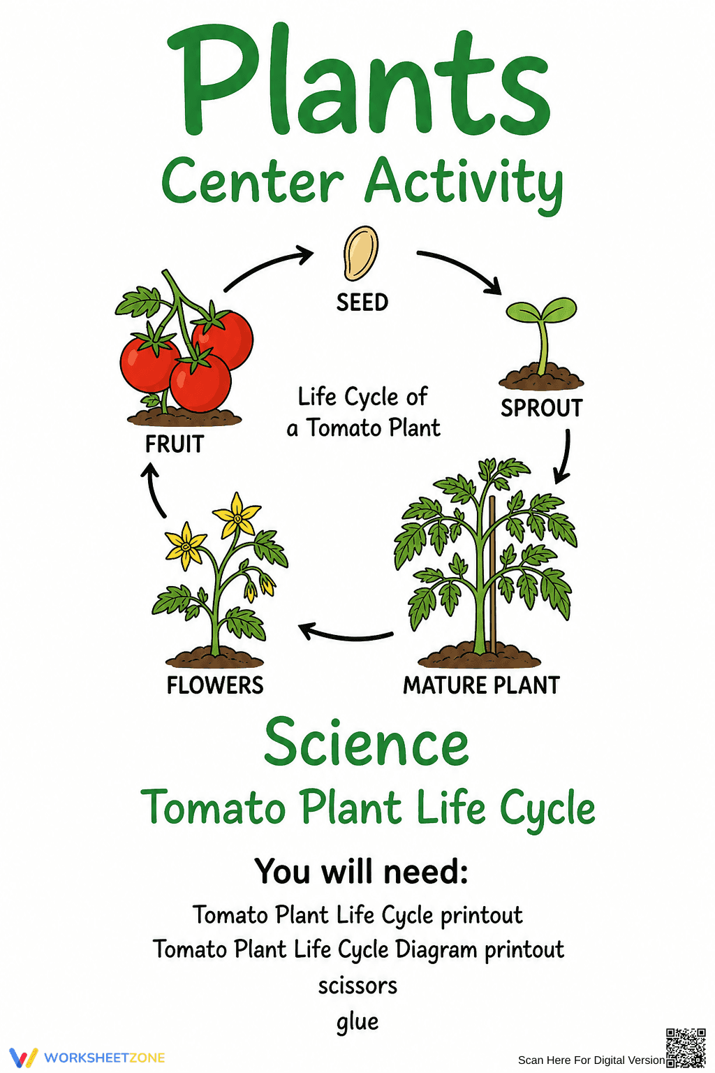Tomato Plant Life Cycle Worksheet | Grade 3 Essential - Page 1