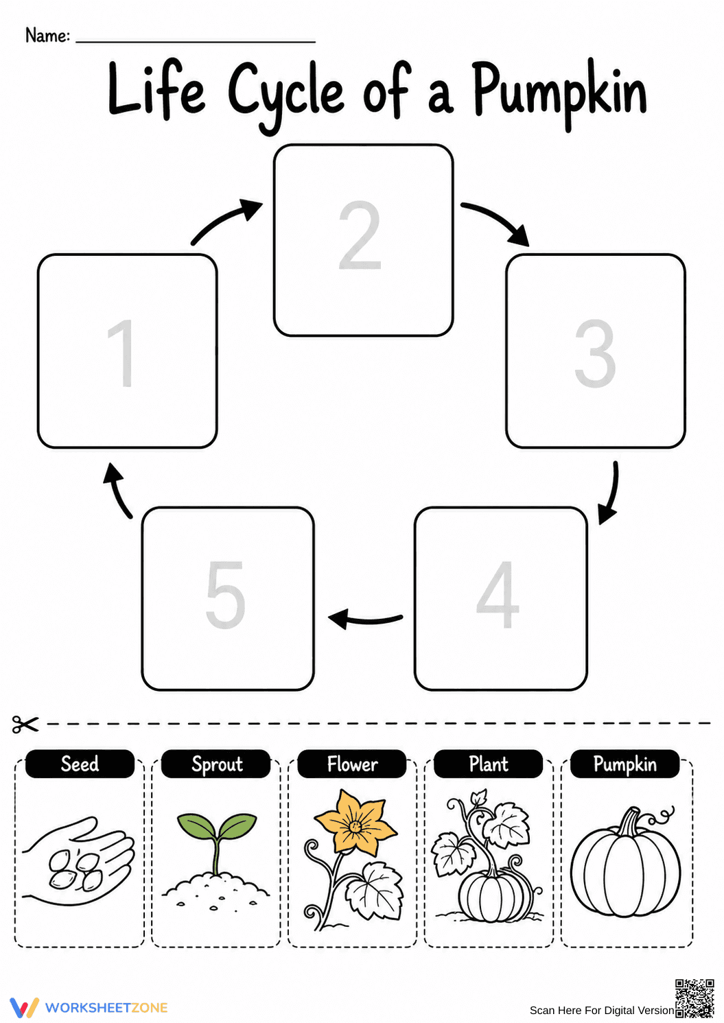 Pumpkin Life Cycle Worksheet | Grade 3 Printable - Page 1