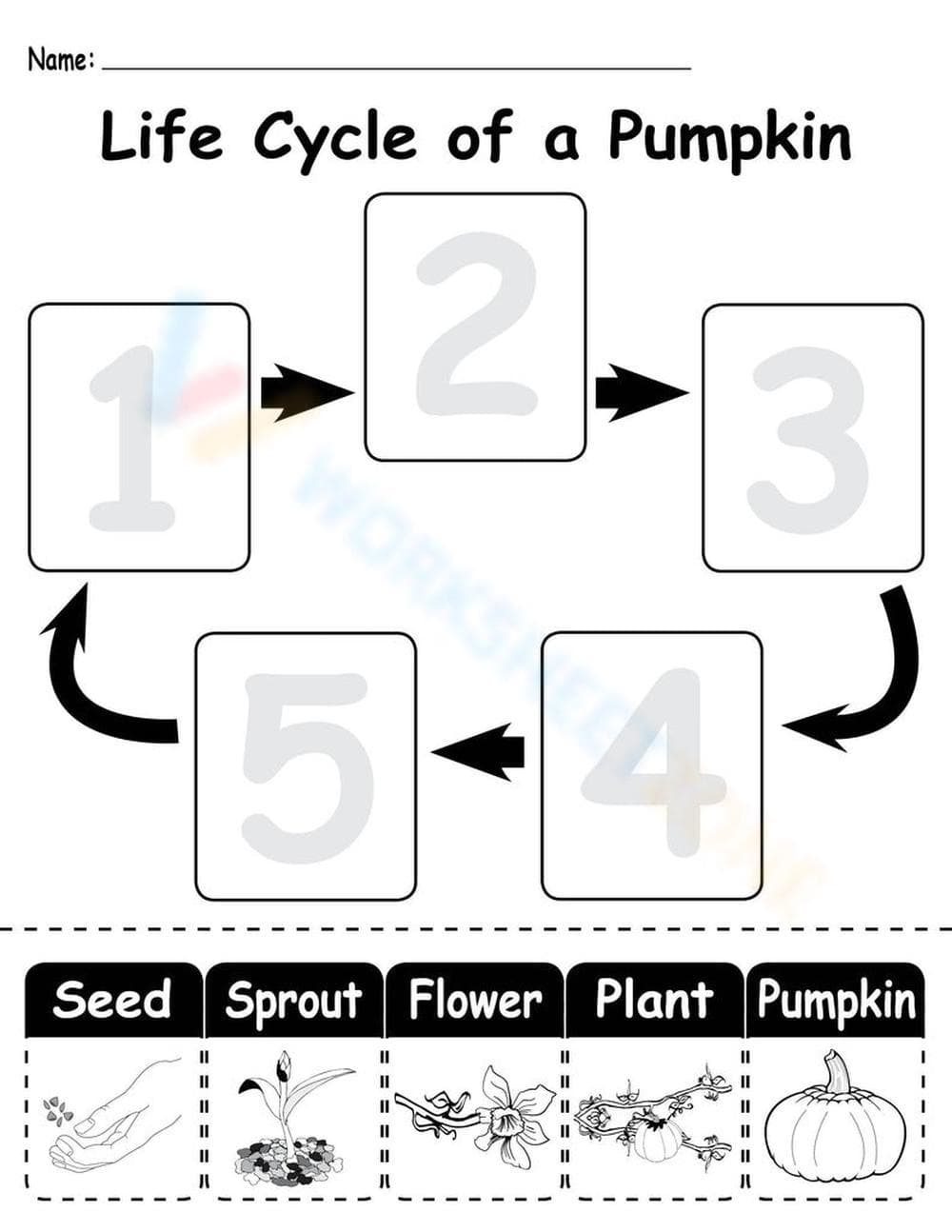 Life Cycle of a Pumpkin Detailed Worksheet - Page 1
